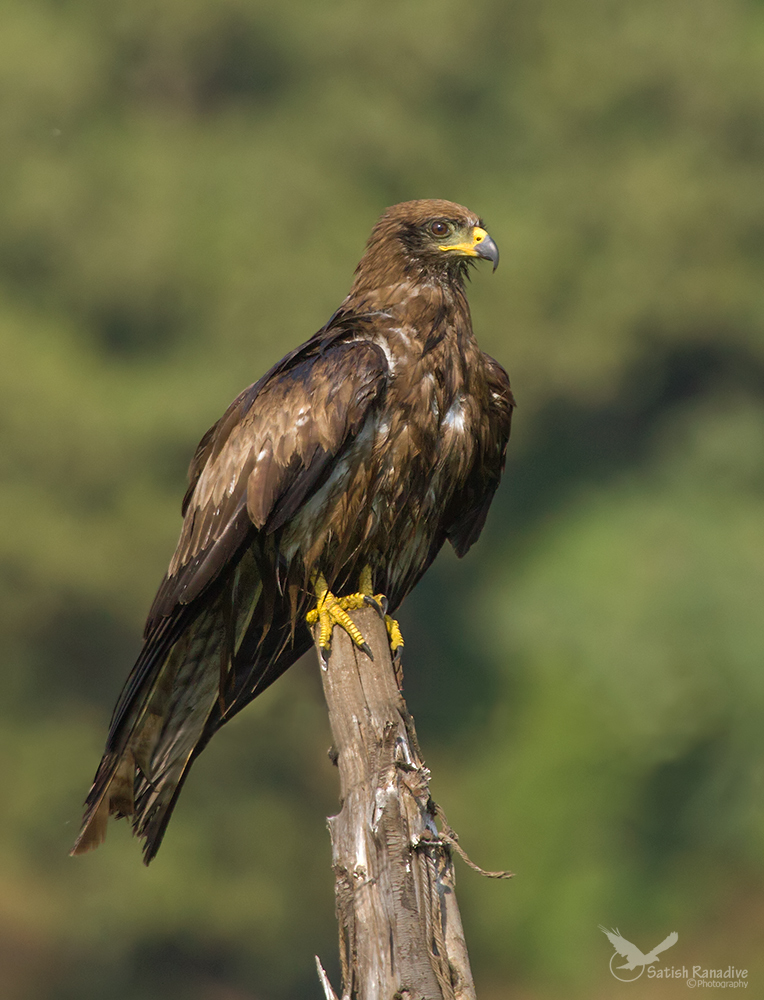 Black Kite.