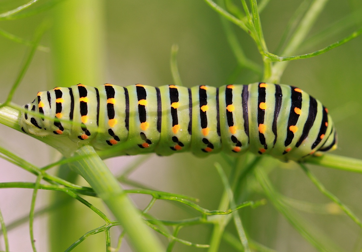 Bruco di Pailio machaon