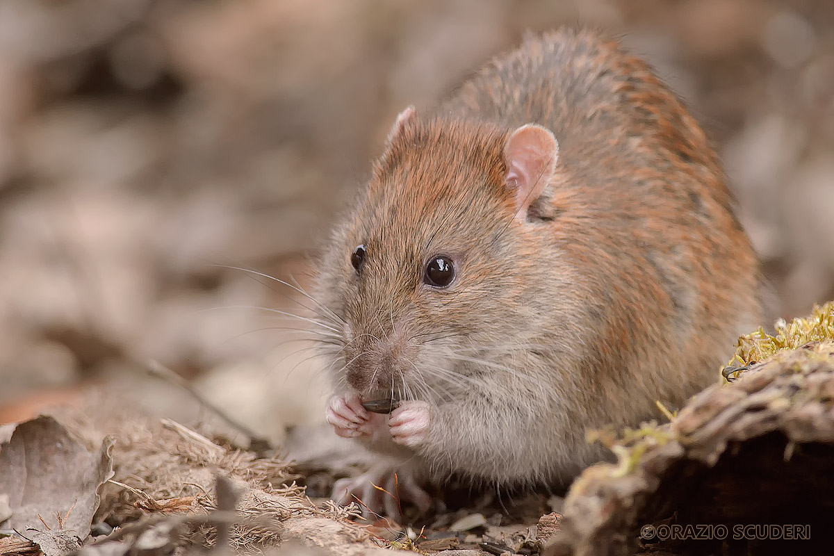 Topolino - Oasi di Alviano 2016