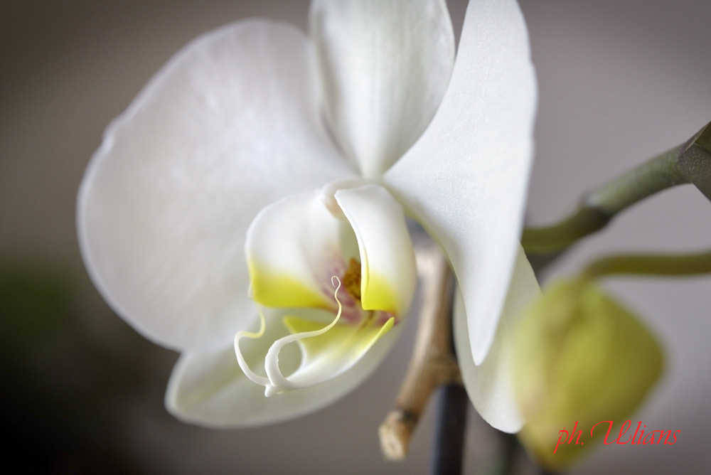 Orchidea 1