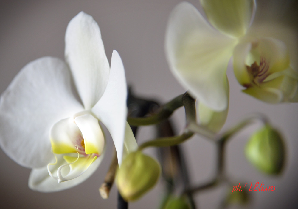 Orchidea 3