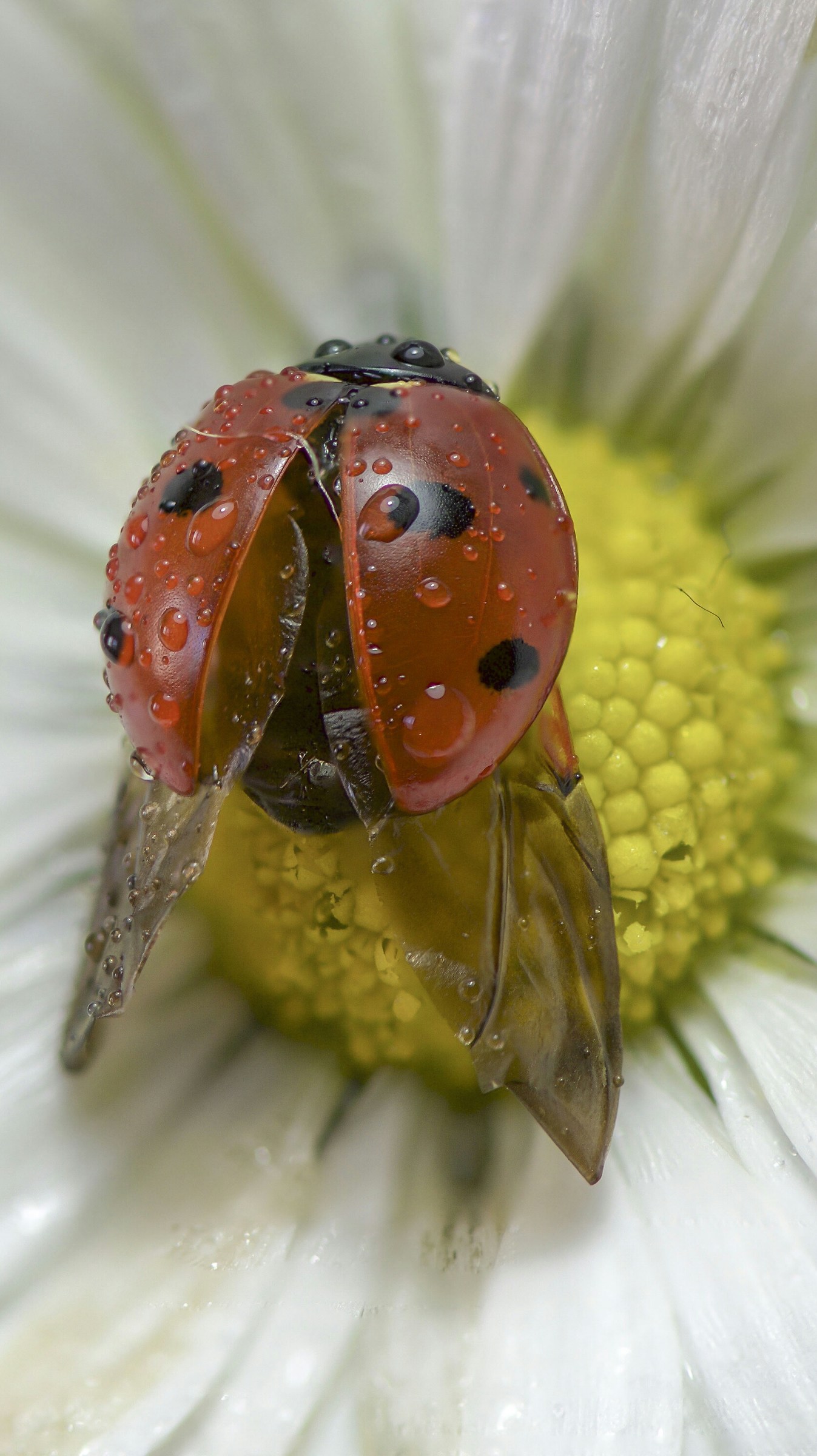 Coccinella