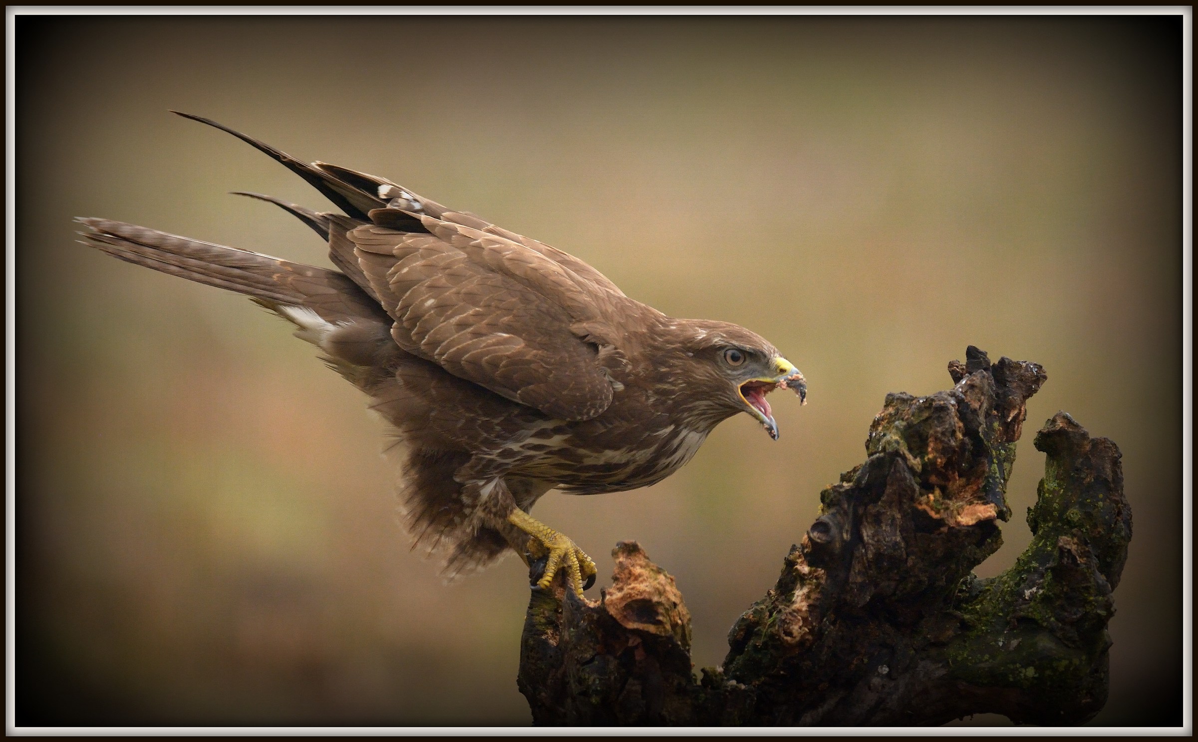 the cry of the buzzard