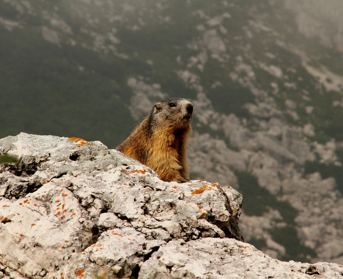 Marmota Marmota
