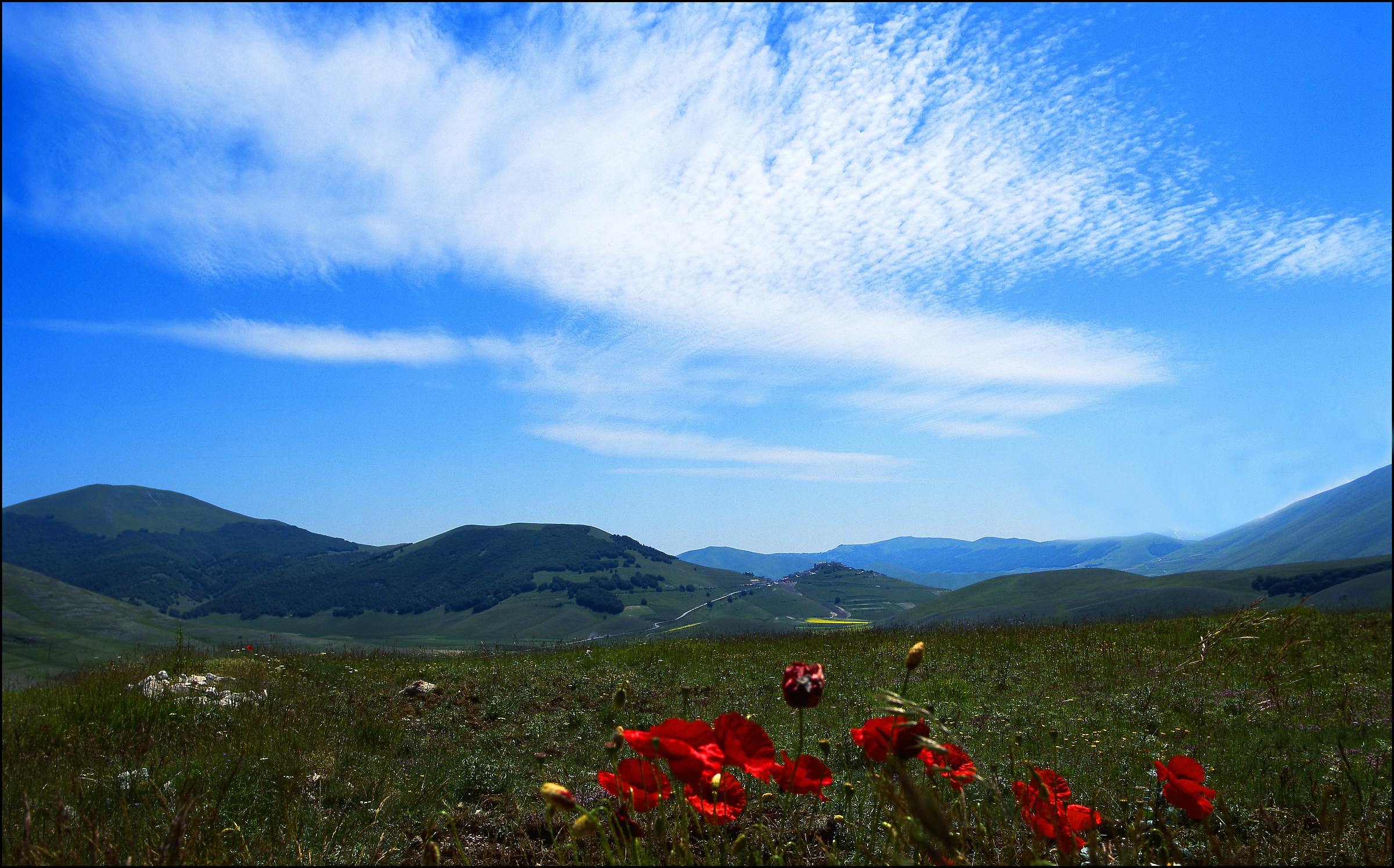 poppies and clouds