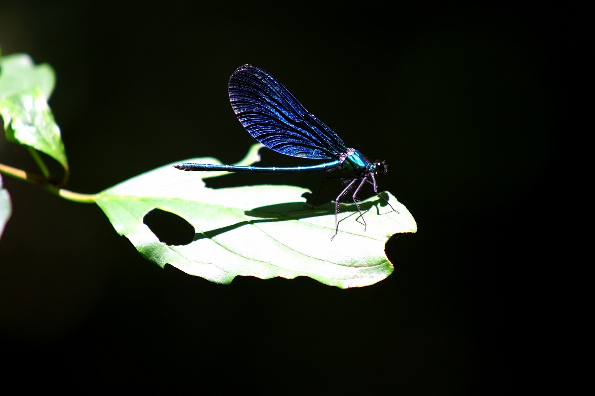 calopteryx virgo
