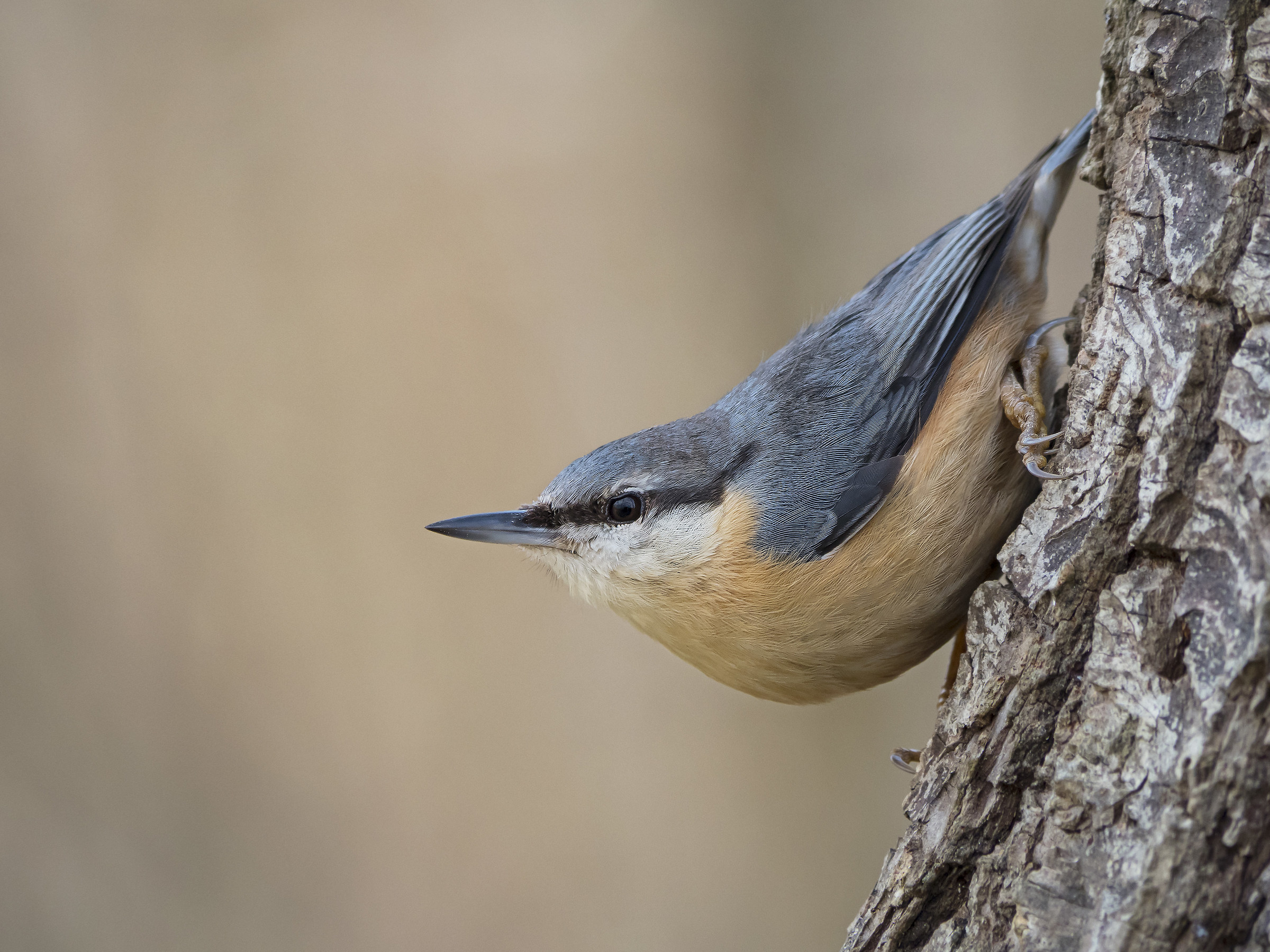 nuthatch