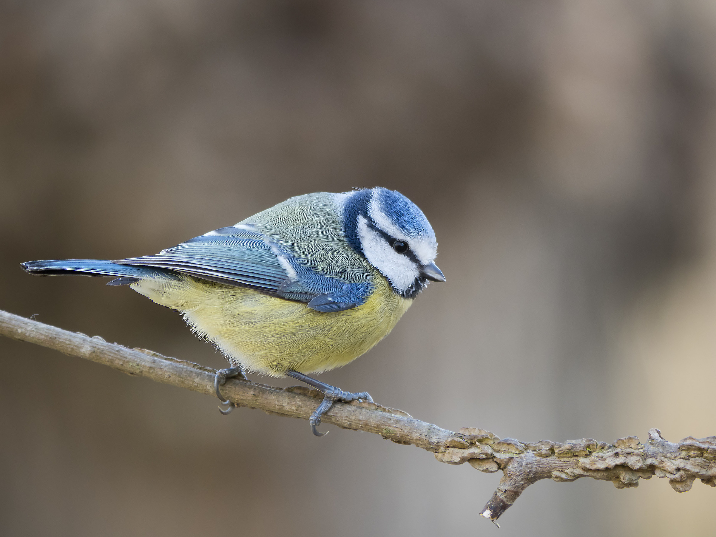 Blue tit on branch
