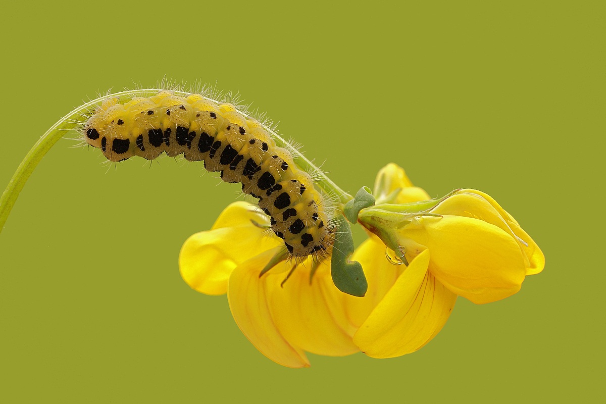 Zygaena filipendulae - larva