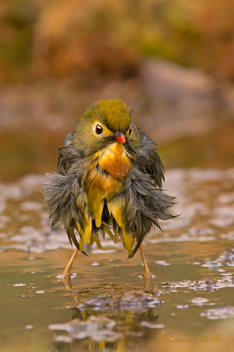 Usignolo del giappone