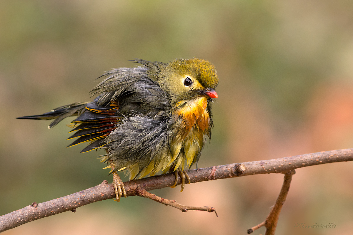 Usignolo del giappone