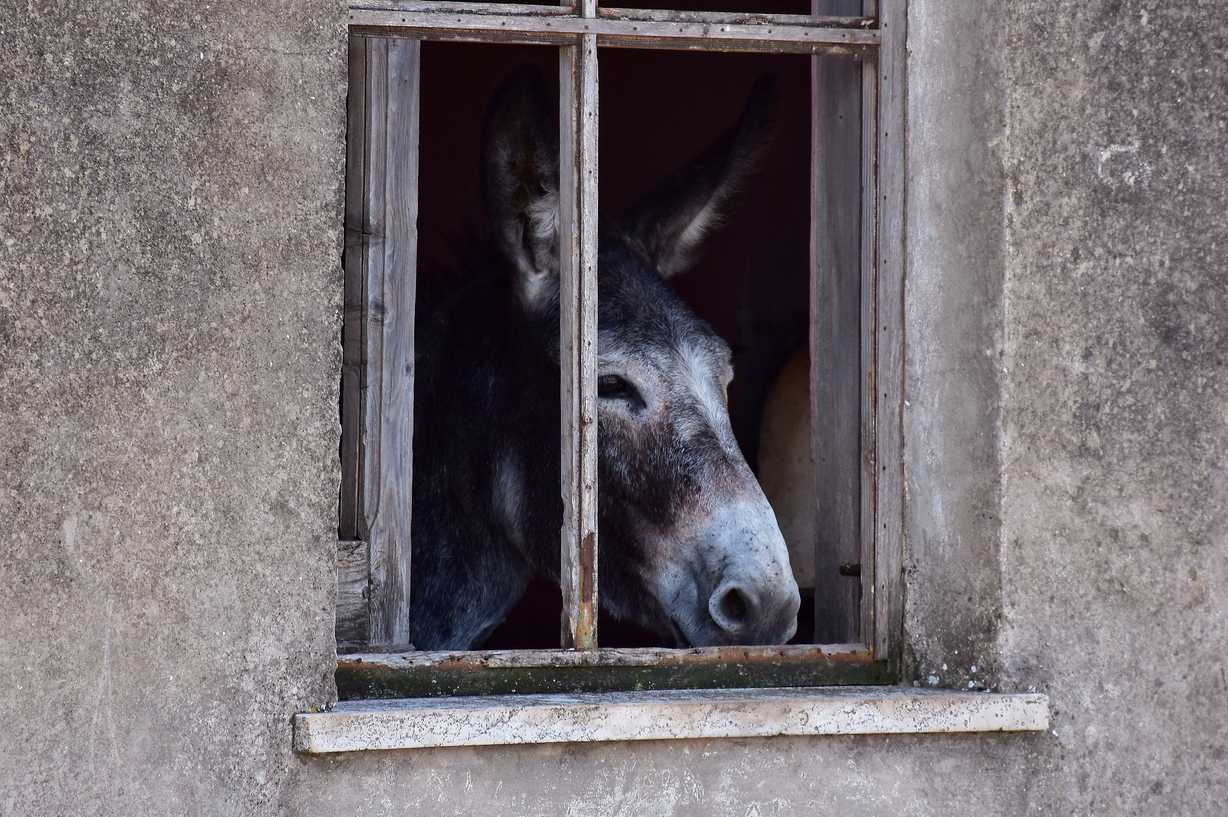 The house of donkeys