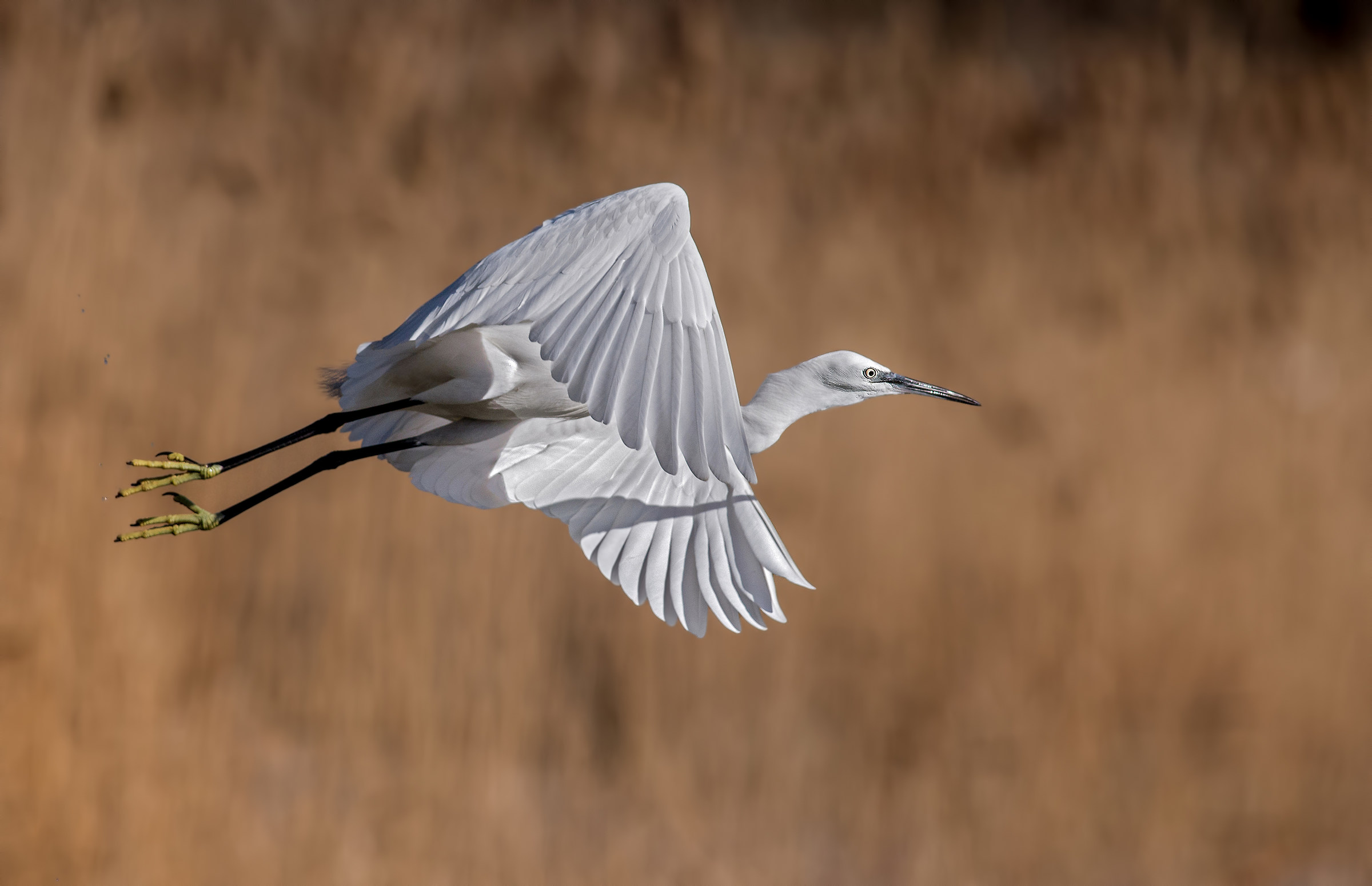 egret