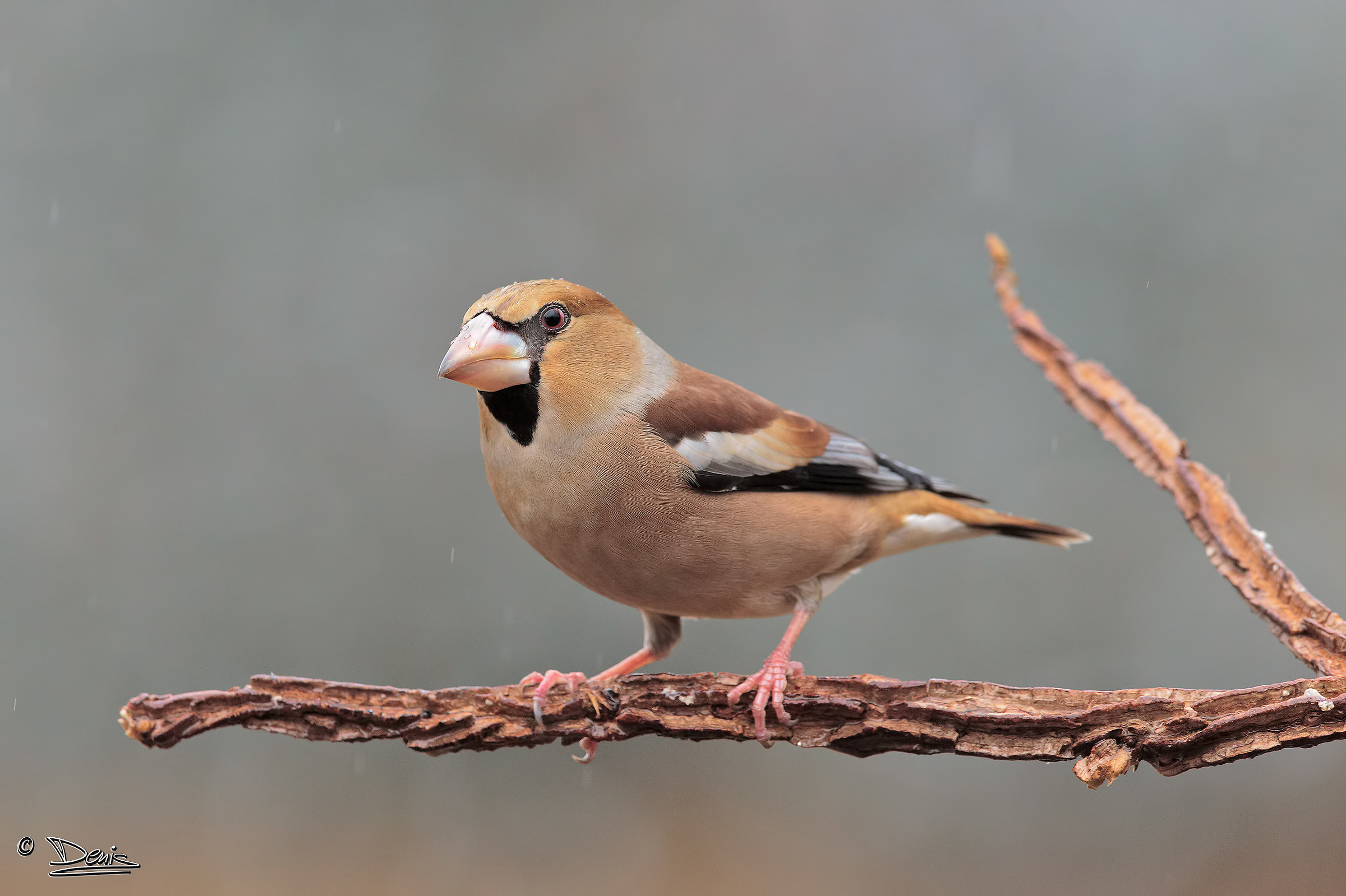 Hawfinch in the rain