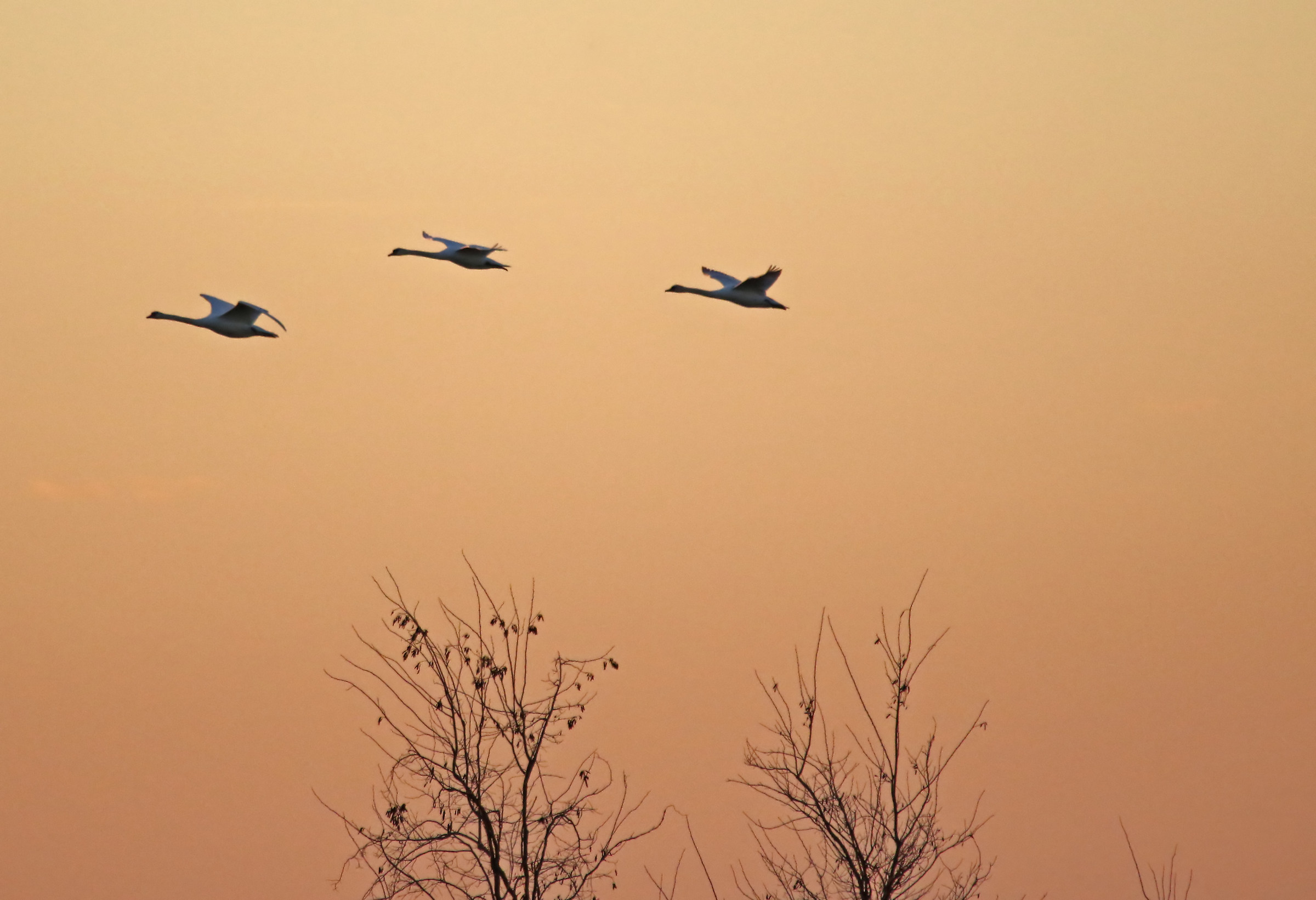 Cigni - Valle Vecchia - Brussa