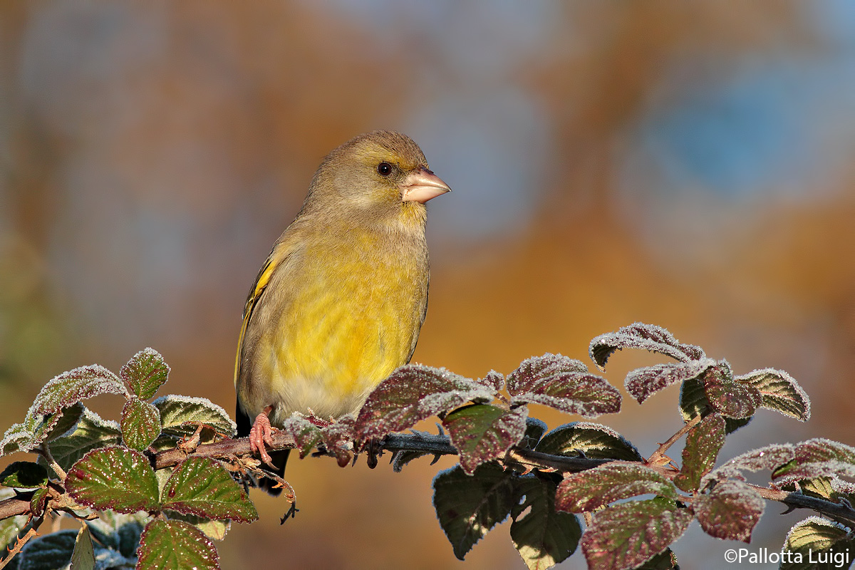 Verdone (Carduelis chloris)
