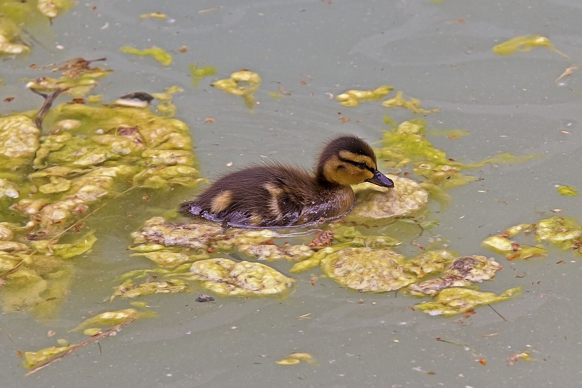 Small duck