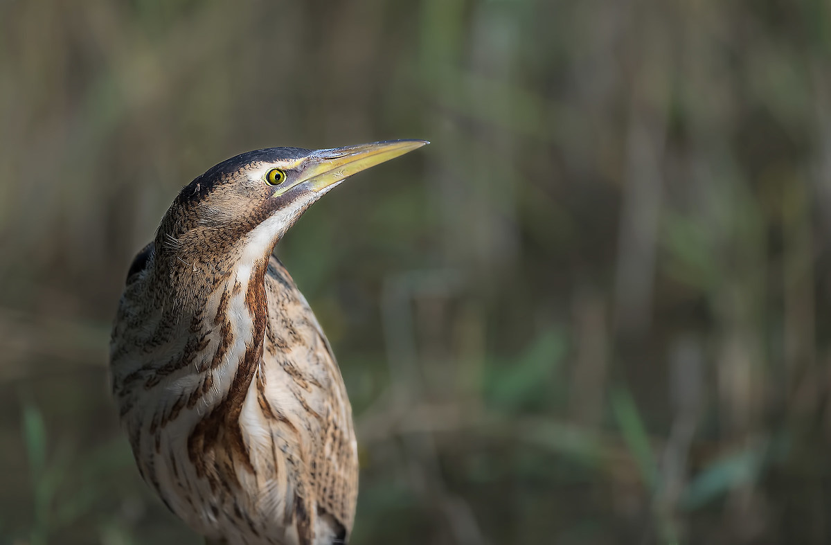 bittern Alert