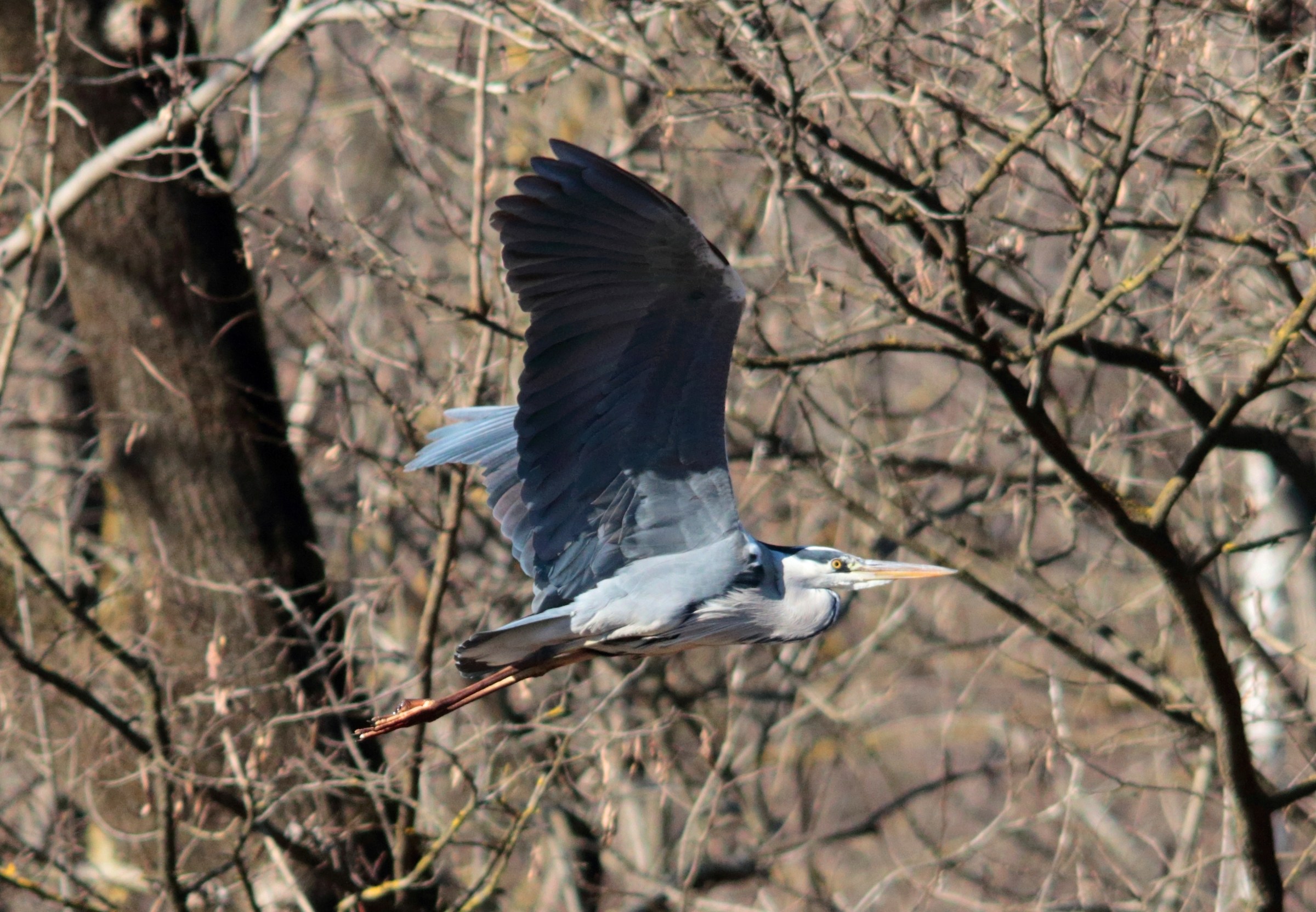 Grey Heron