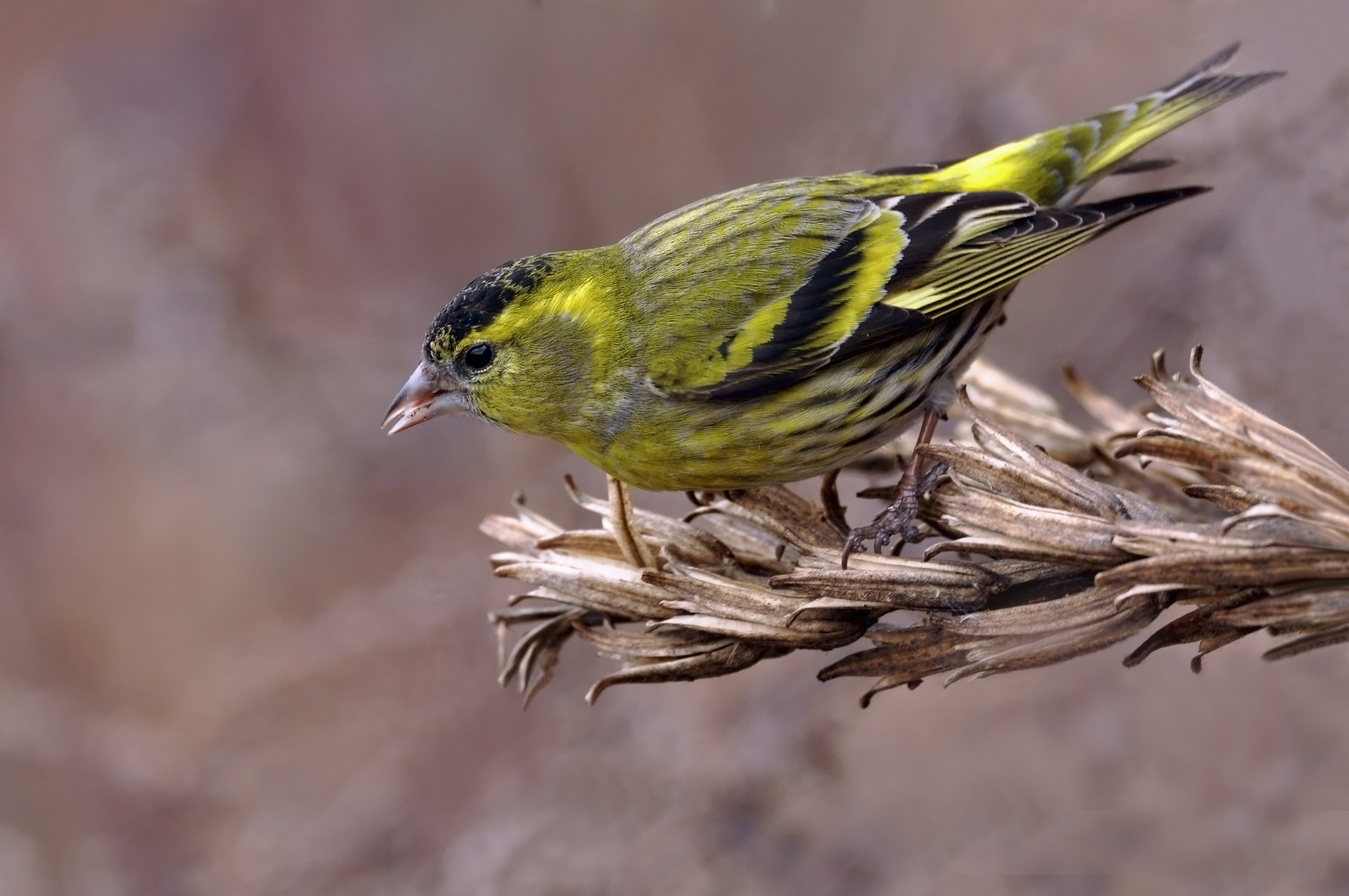 luccherino su gambo secco di oenothera biennis