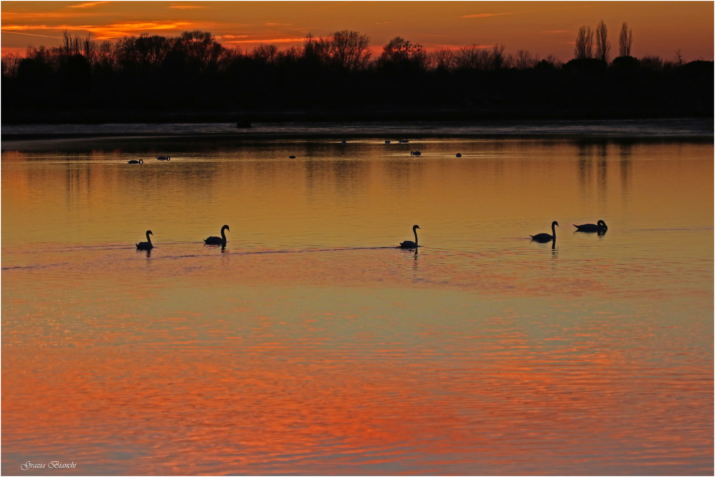 Cigni al tramonto in laguna Valle Vecchia