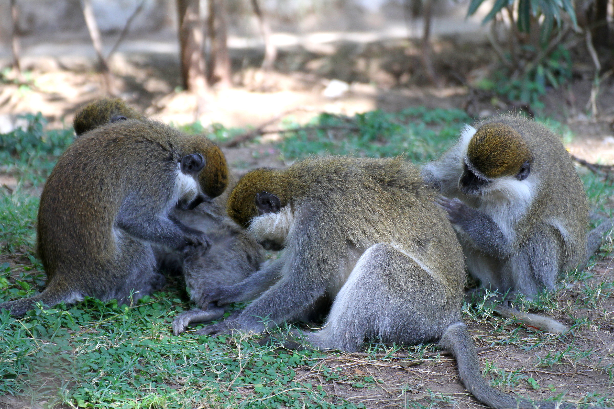 convivenza(chlorocebus aethiops)