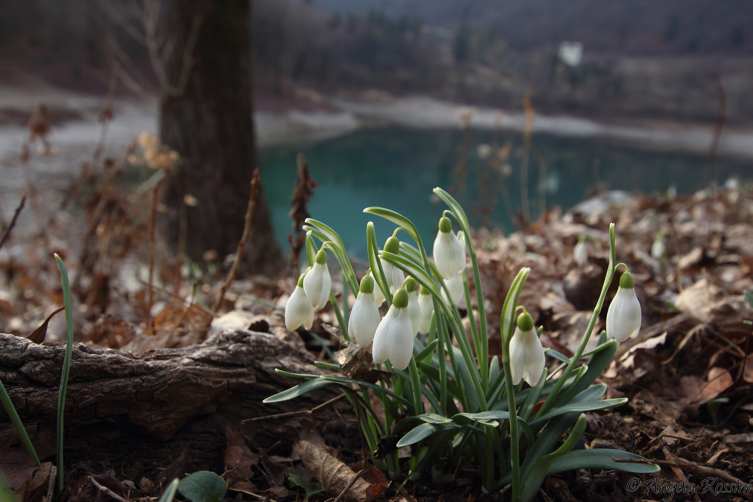 Galanthus nivalis - Lake Tenno