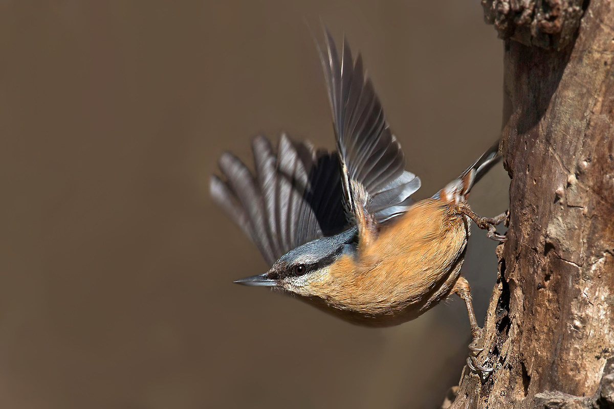 nuthatch fledging