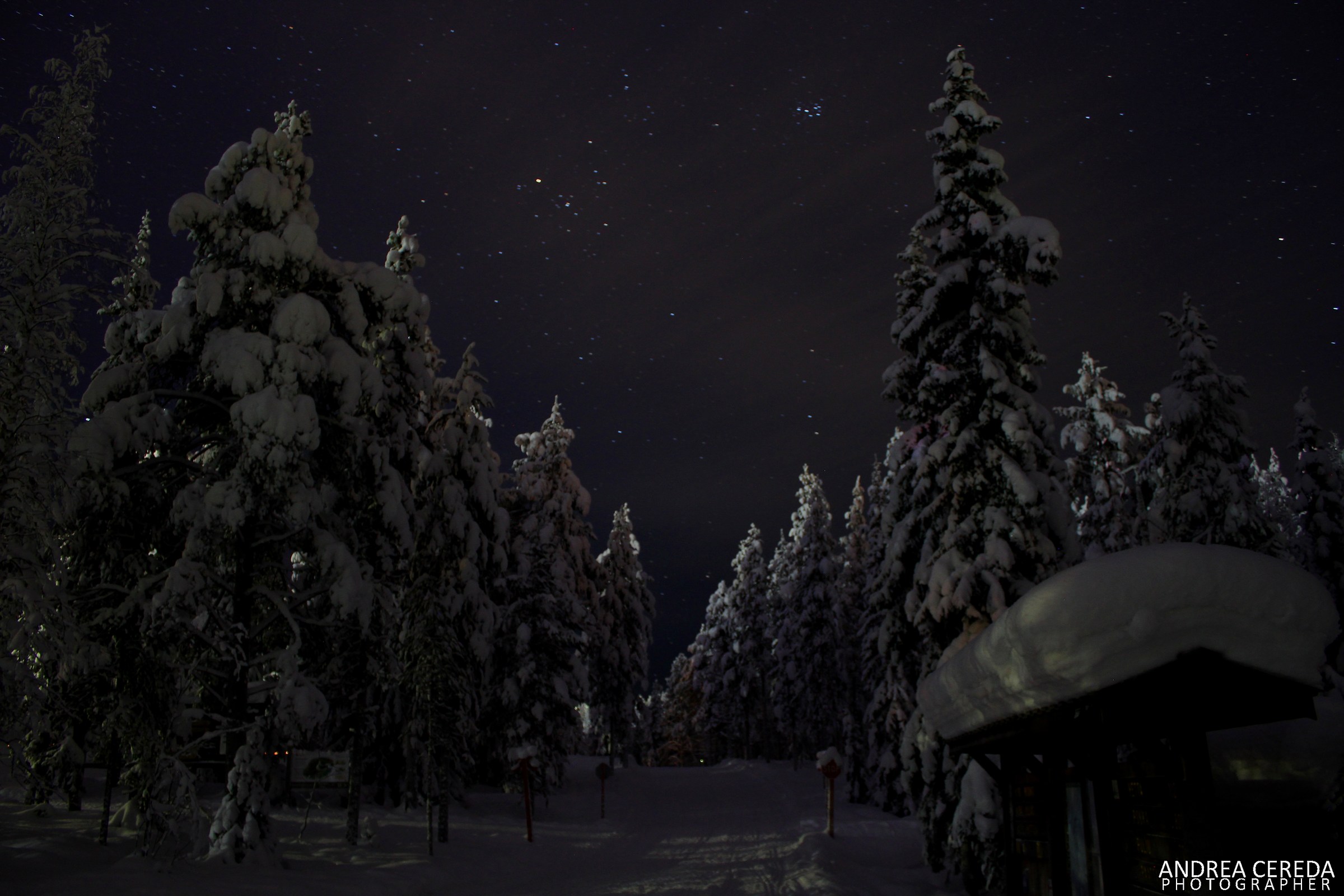 Northern lights in the forest