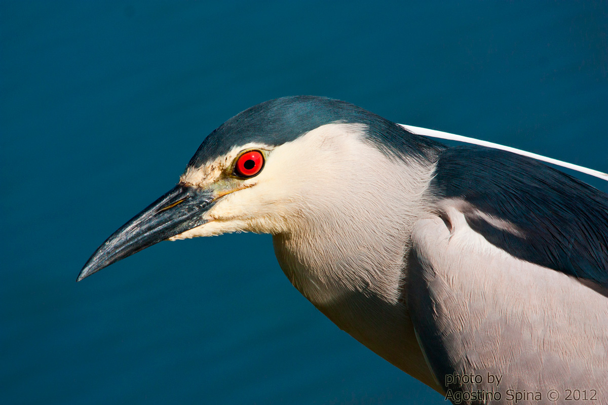 Portrait - eye of fire