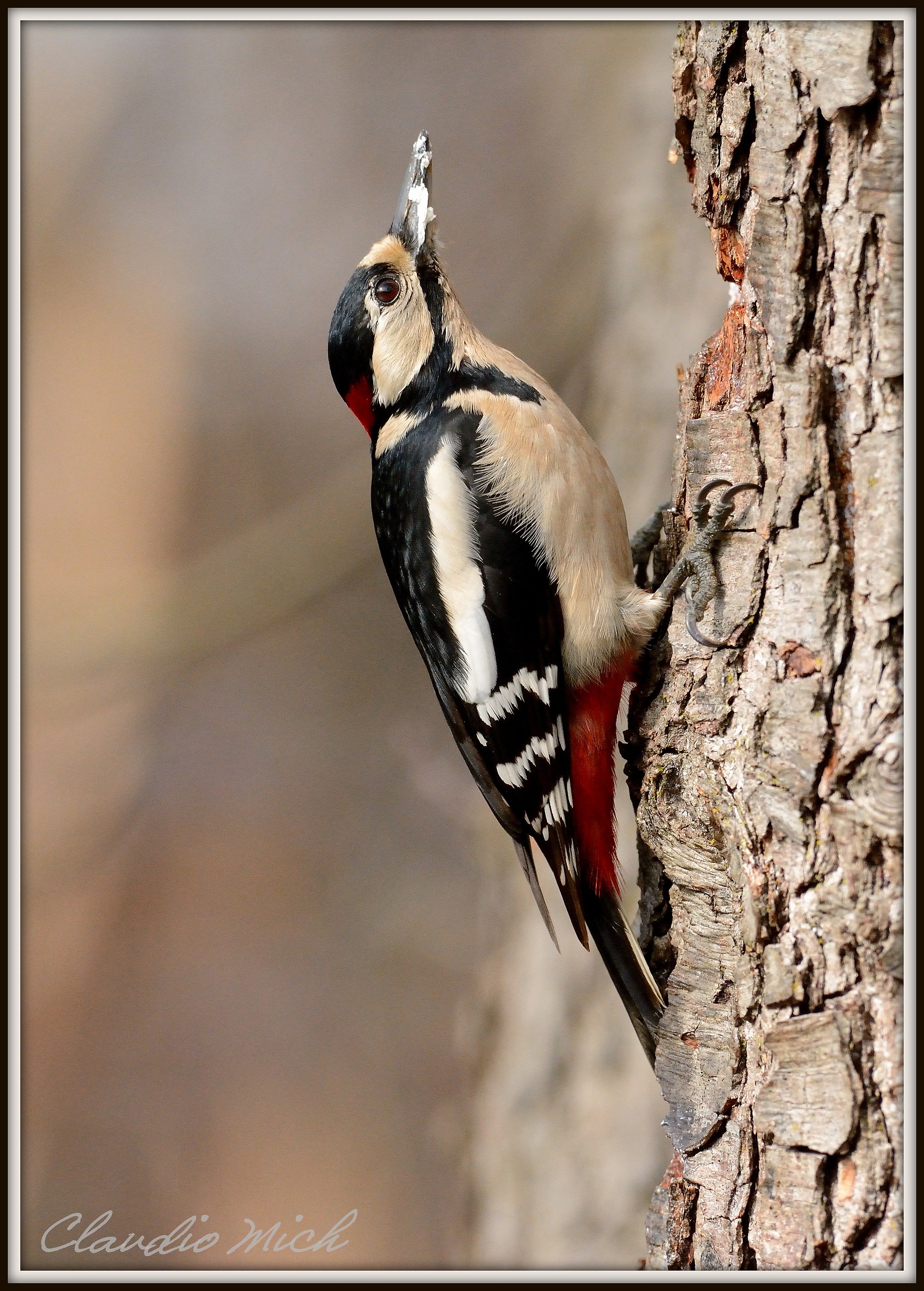 Great Spotted Woodpecker