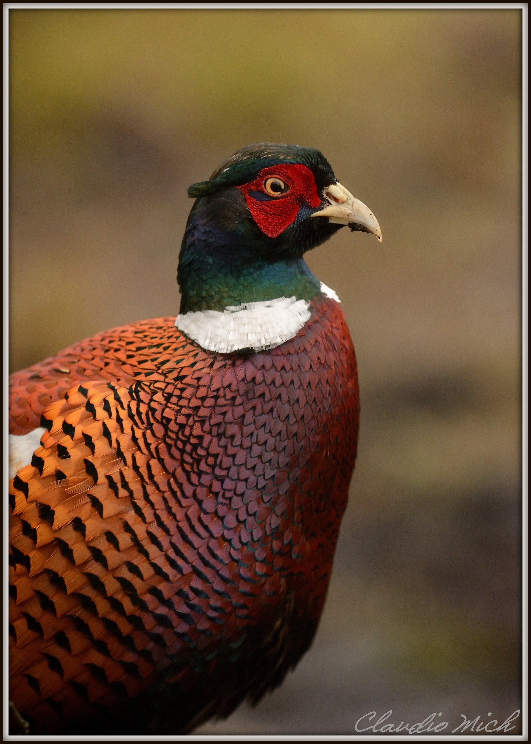 Portrait of pheasant.