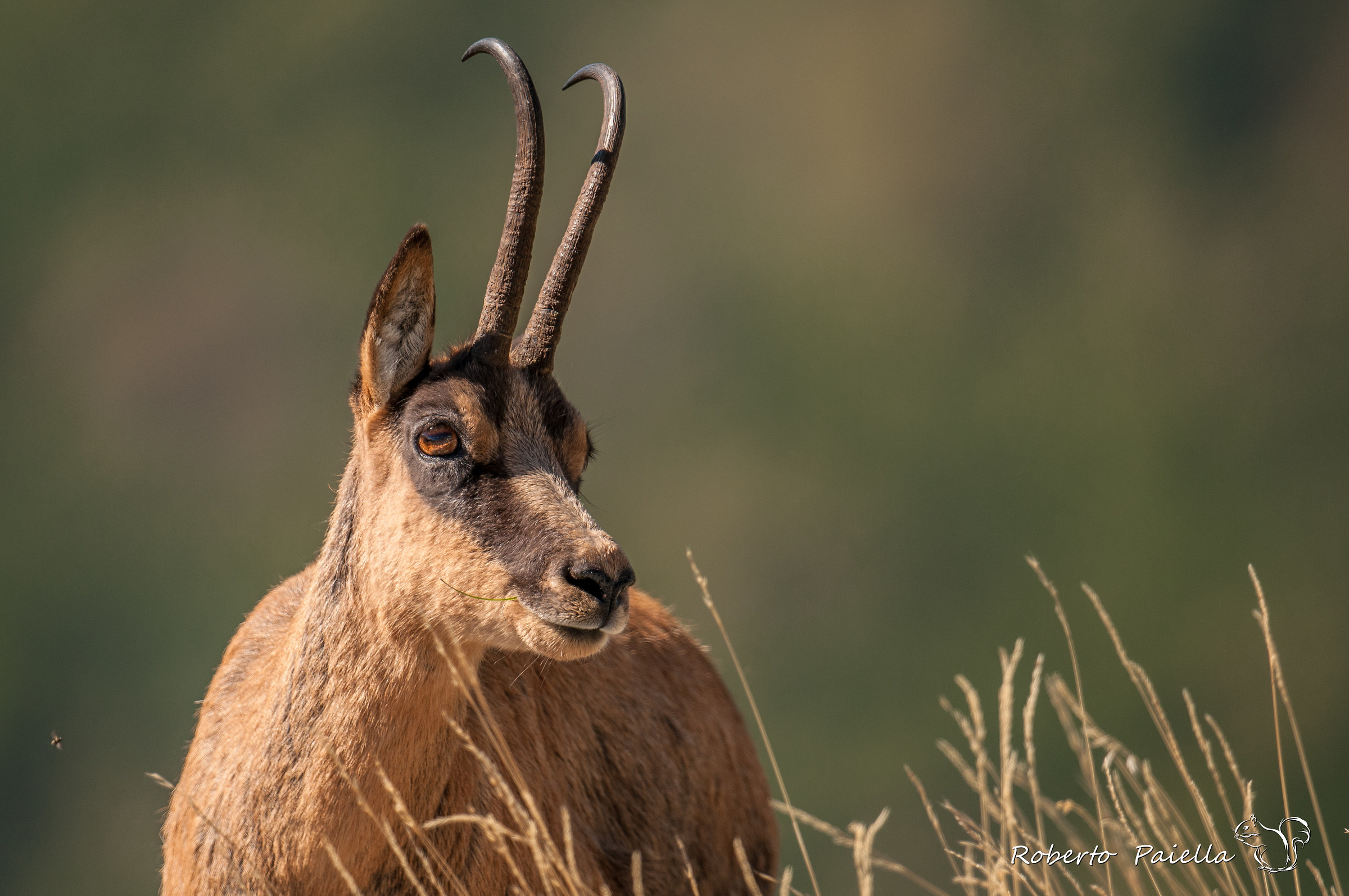 Rupicapra pyrenaica ornata