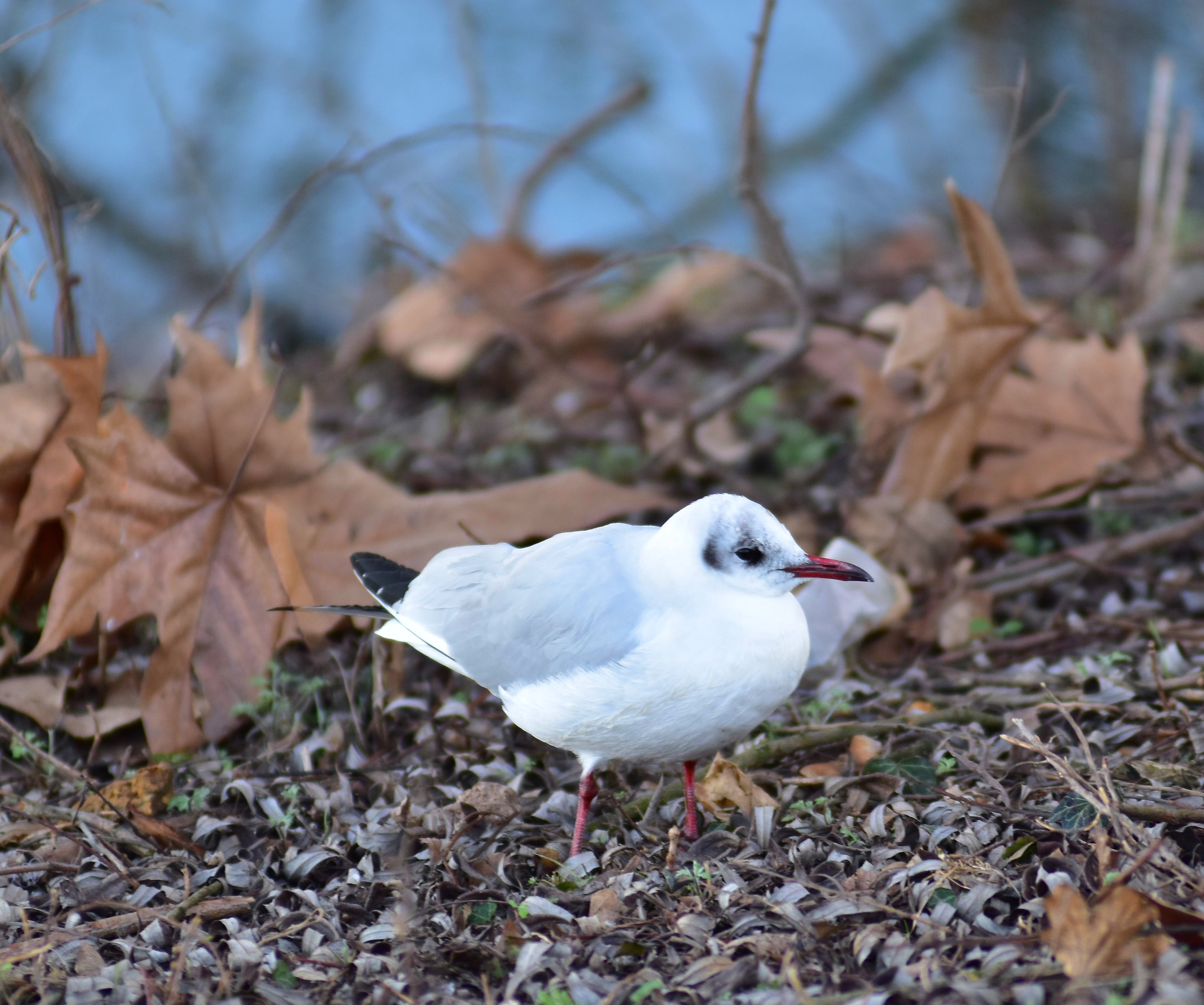 Gull chick, just "weaned", that tenderness!