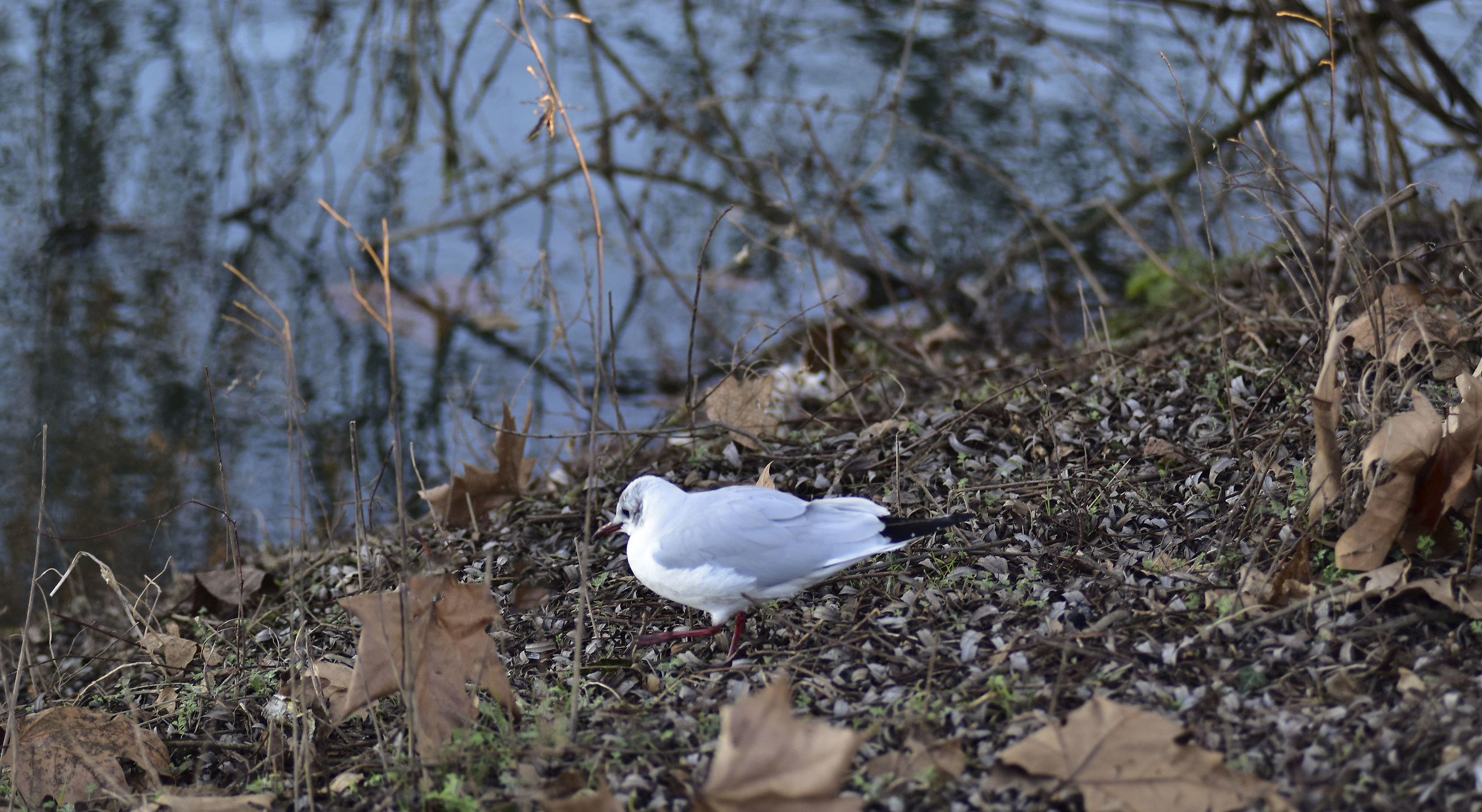 Gull chick, fleeing toward the water