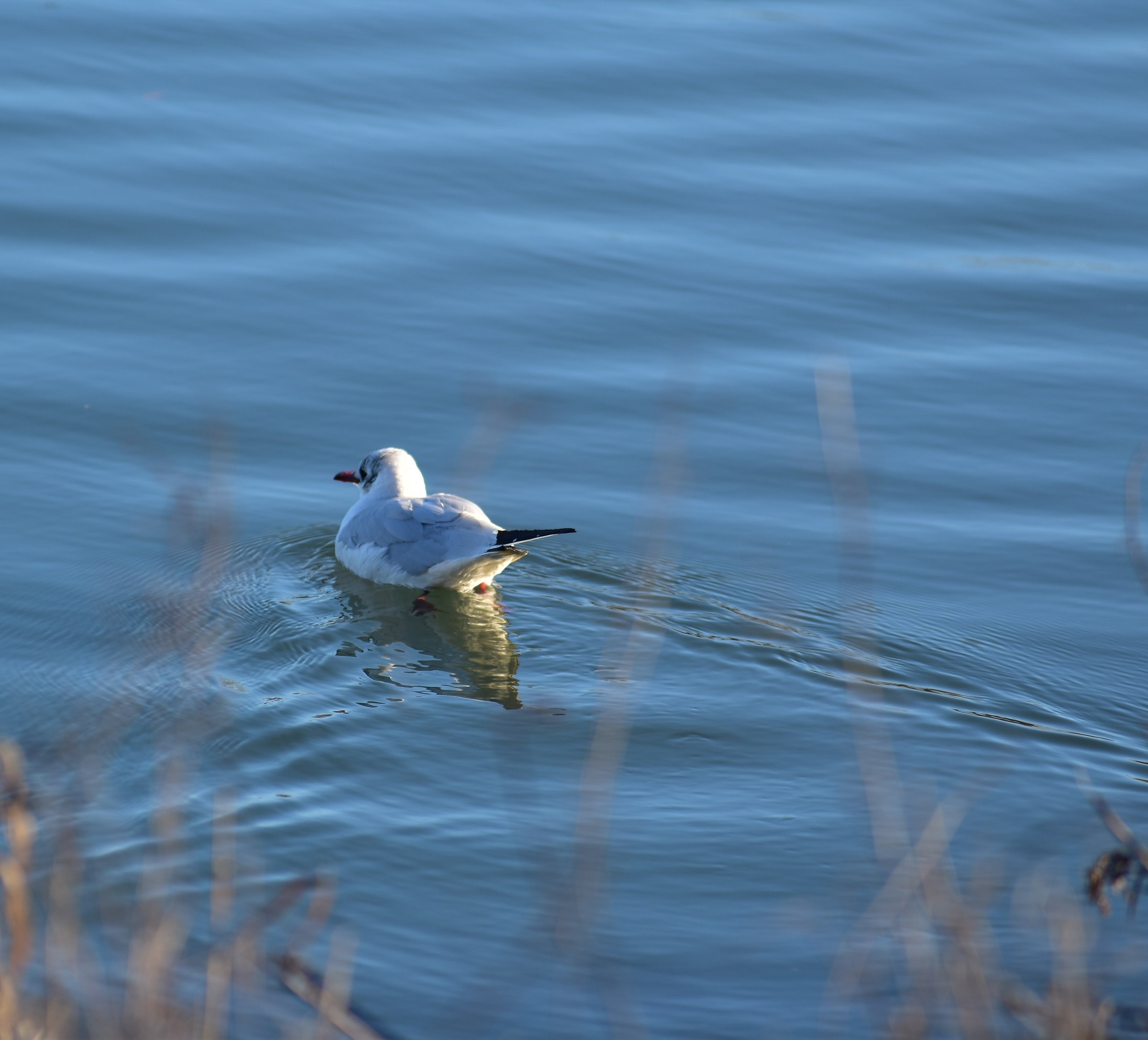 Gull chick who goes ...