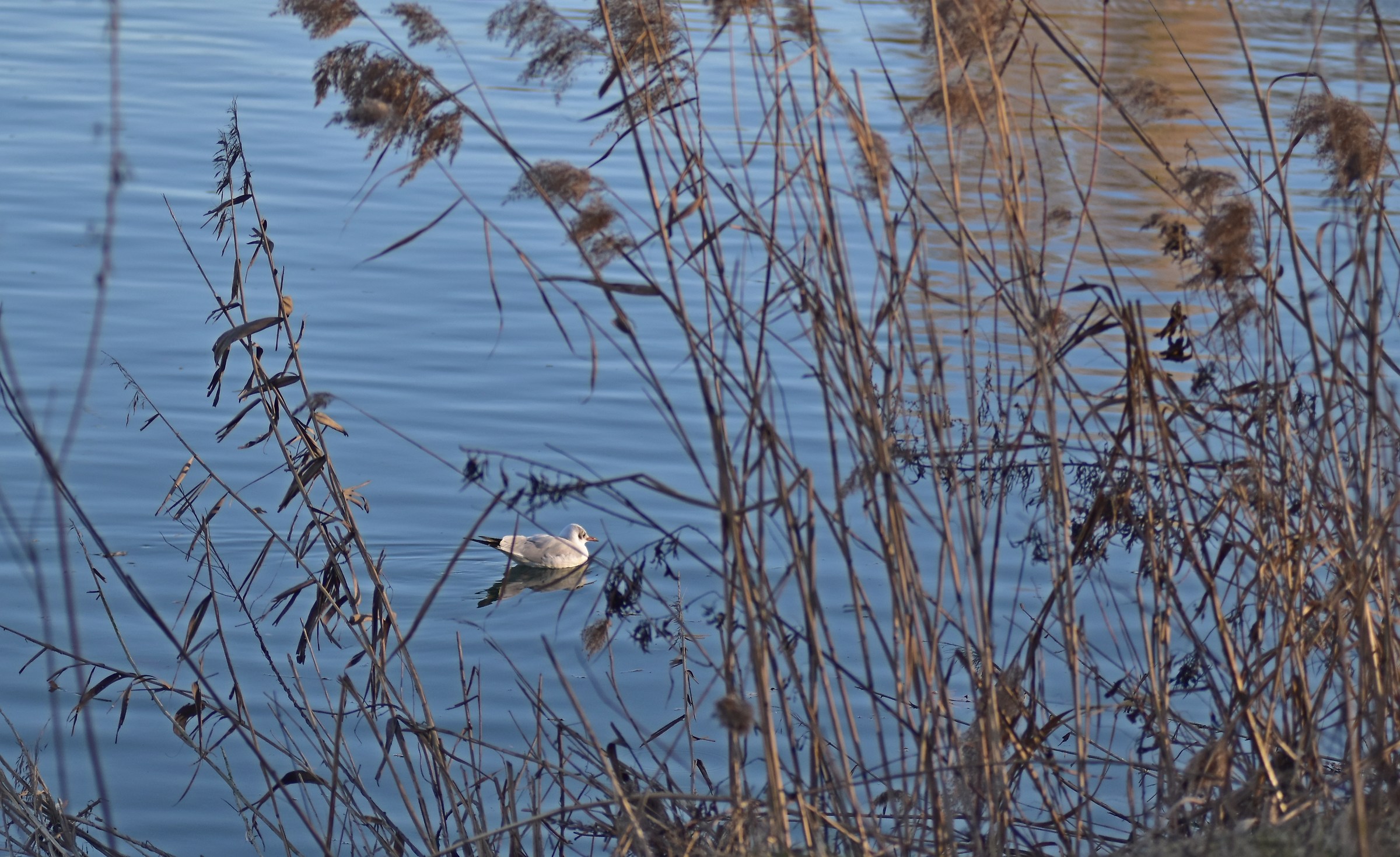 Chick gull in the river Po, Parco della Colletta