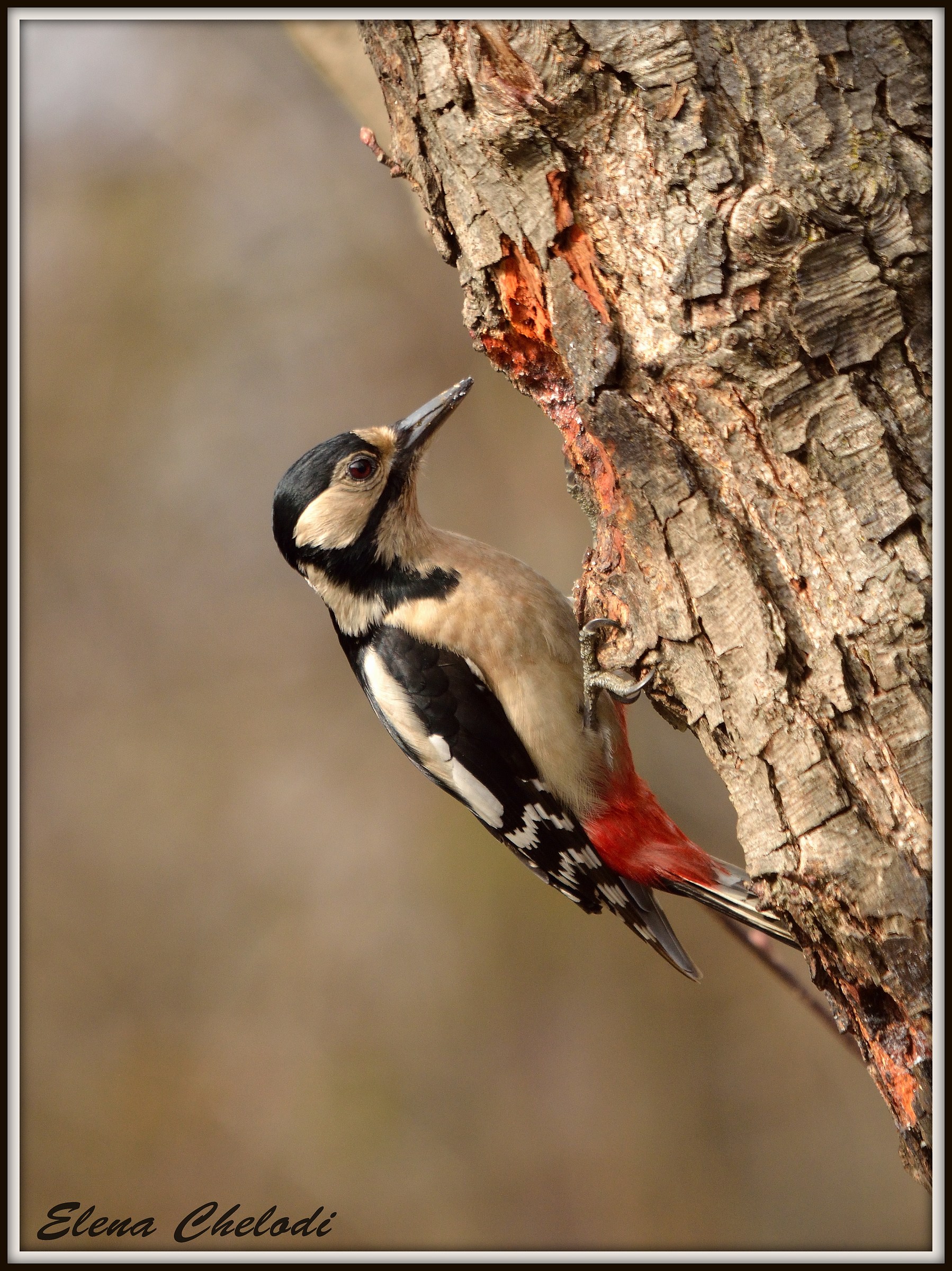 Great Spotted Woodpecker Female