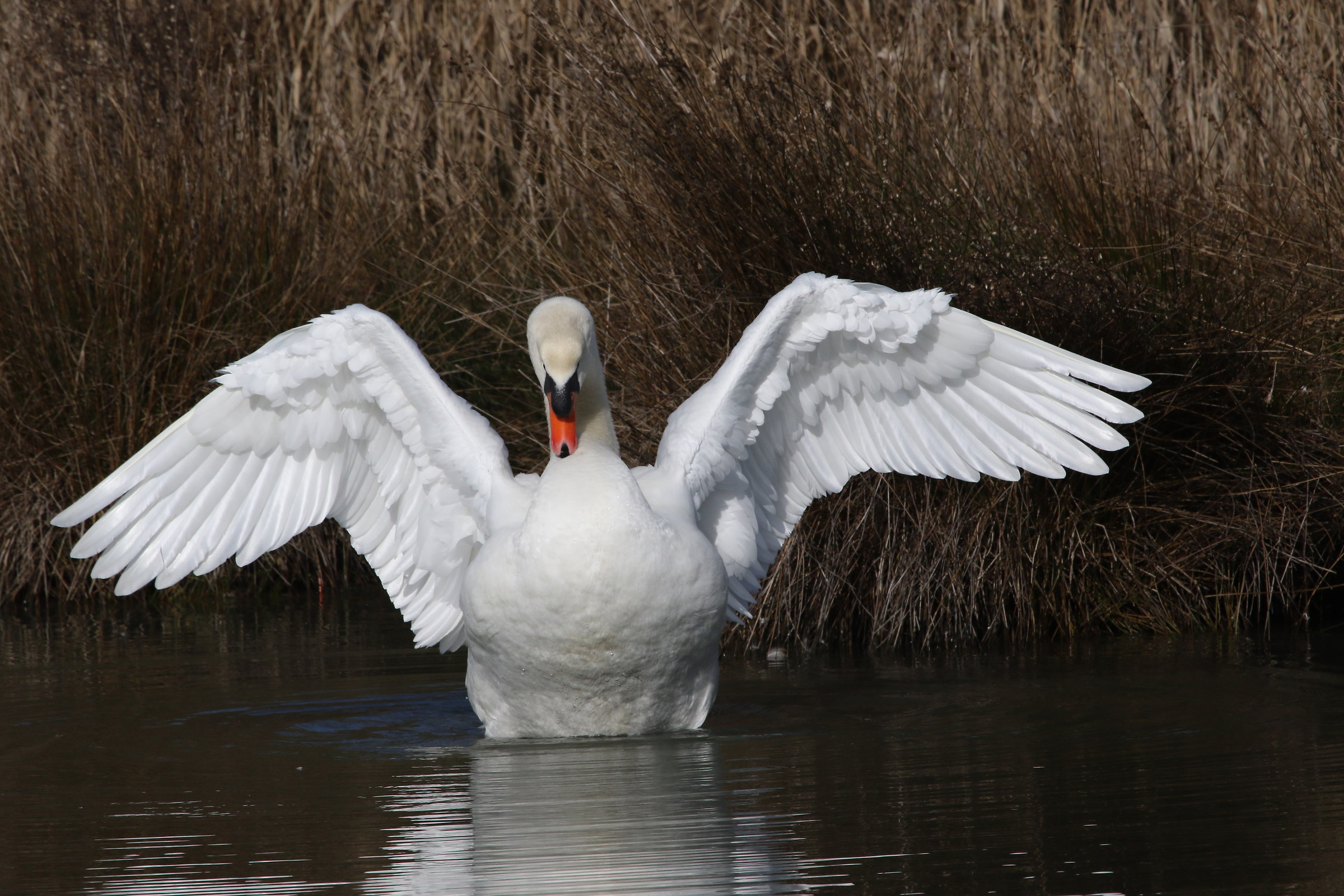 Cigno - Riserva naturale Canalo Novo - Marano Lagunare