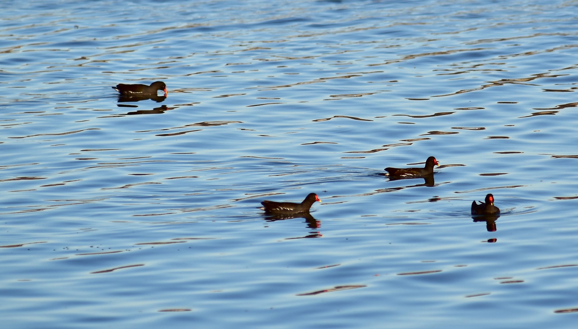 who can tell me what species they belong?
