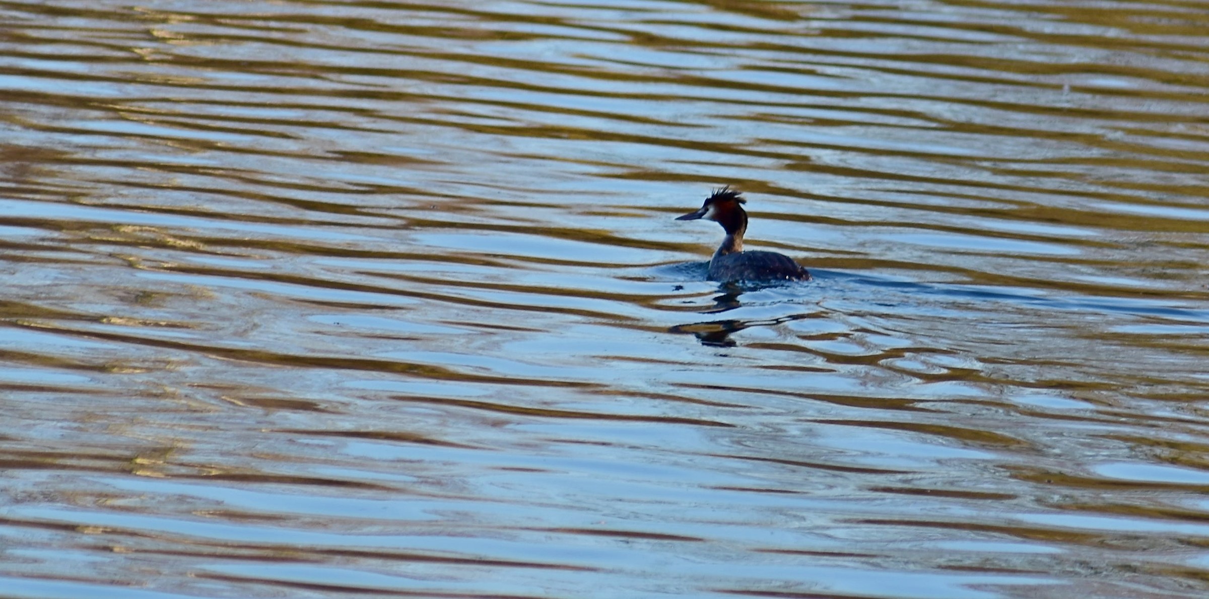 who can tell me what species it belongs?