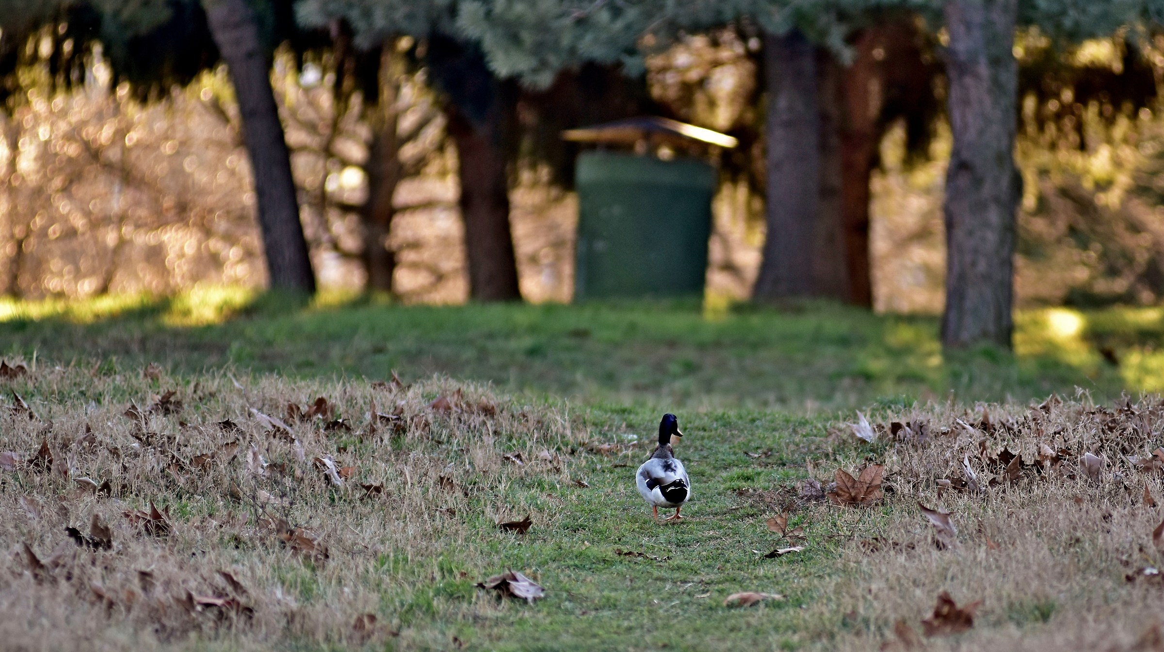 Donald Duck, sempre a spasso per la Colletta