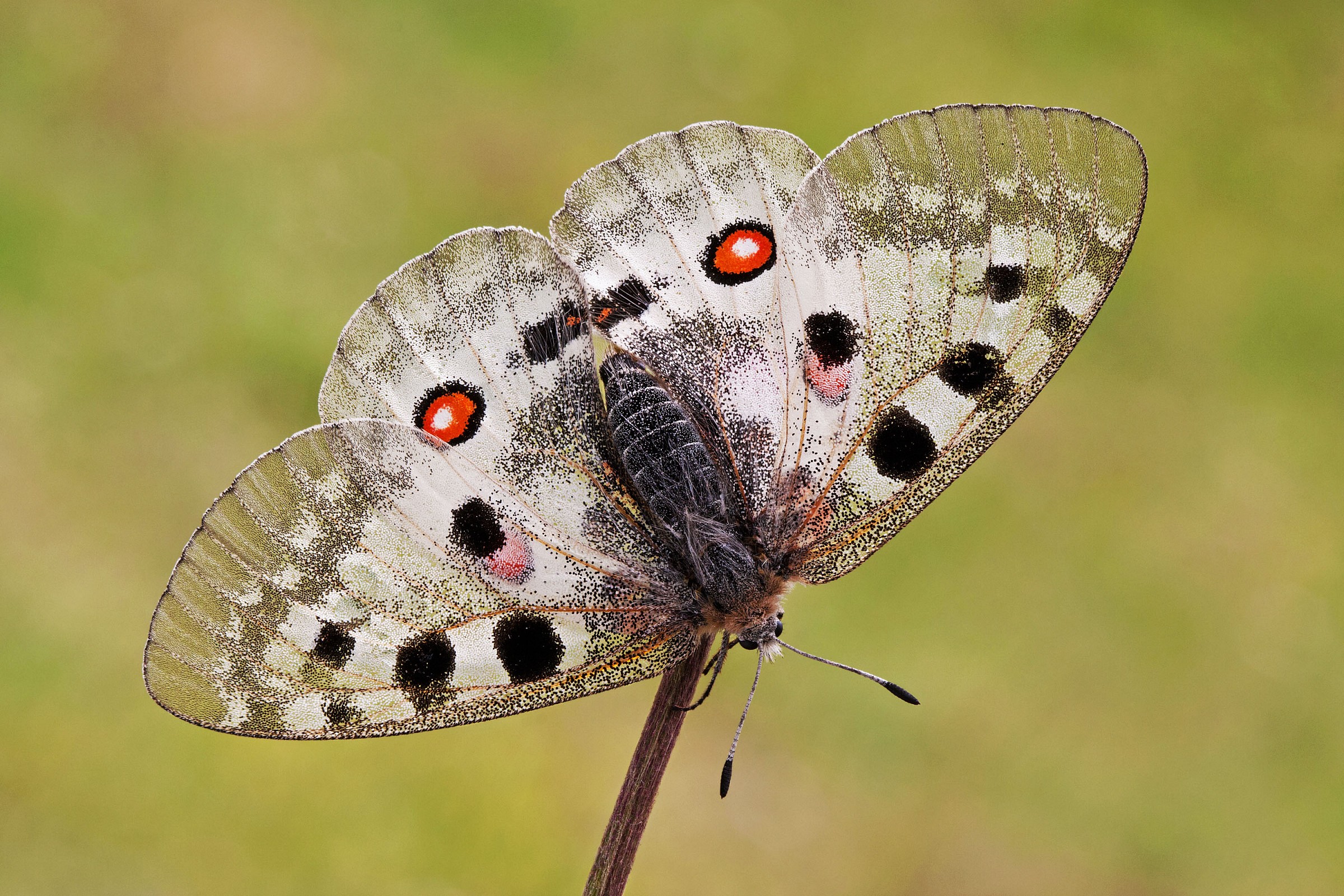 Parnassius apollo