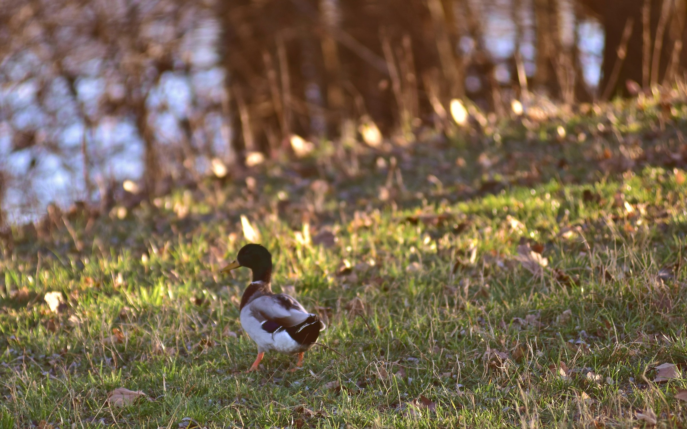 Donald Duck, my friend, always a walk in the Collection