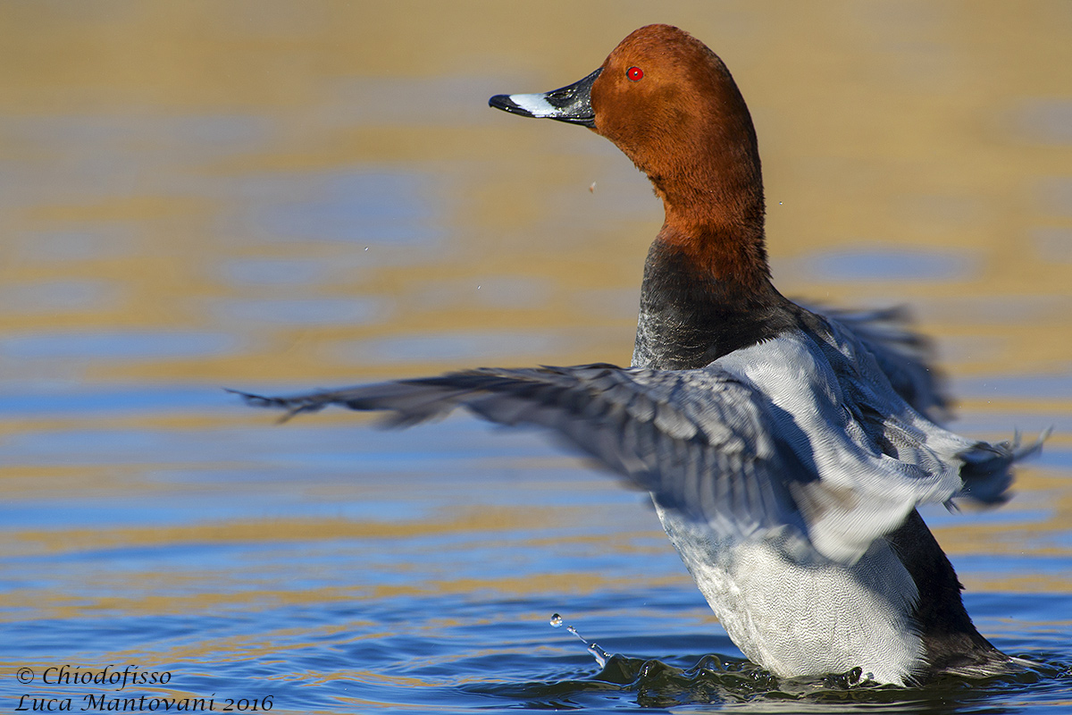 Movimento d'ali. Maschio di moriglione