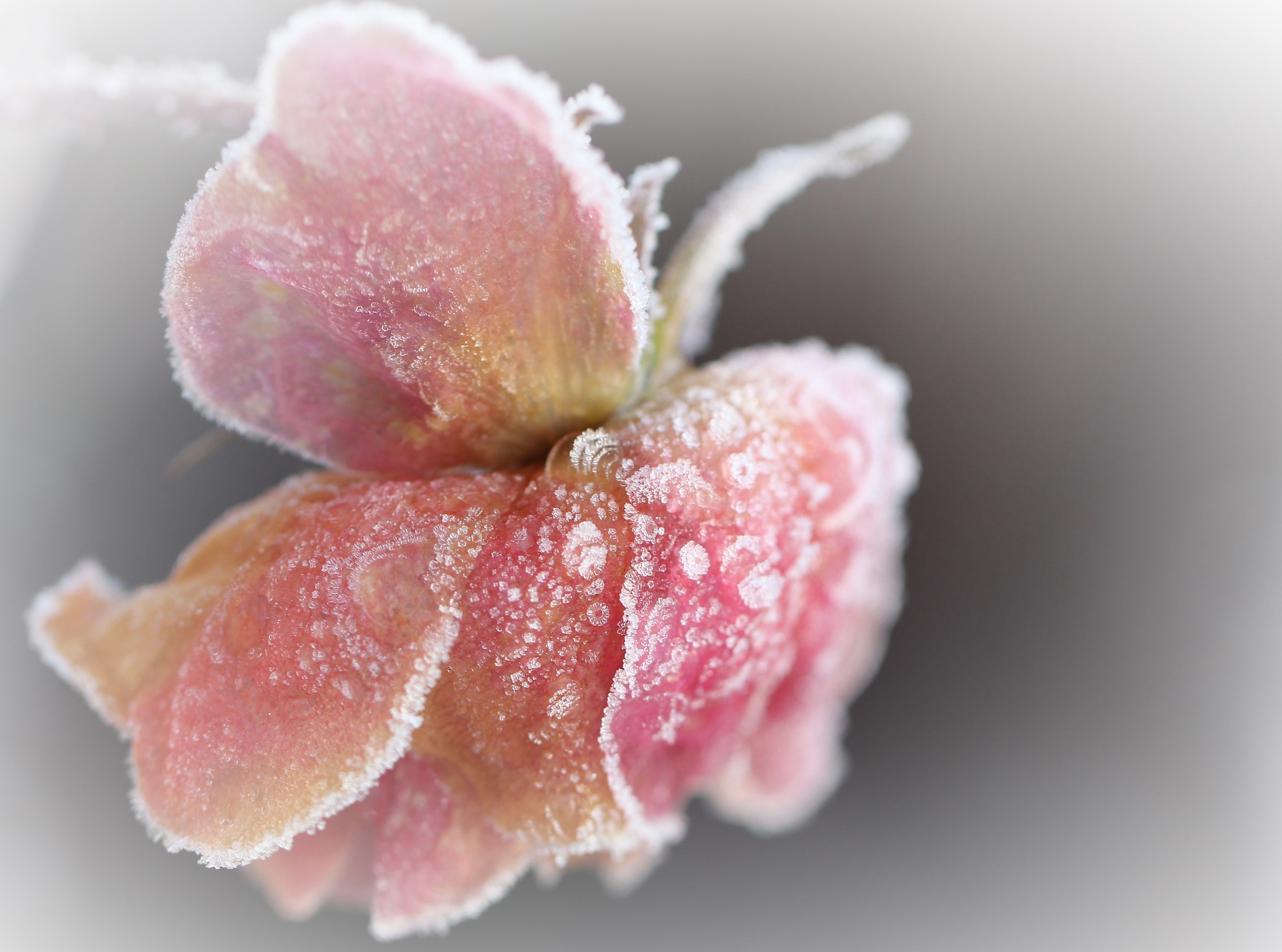 The frost embroideries