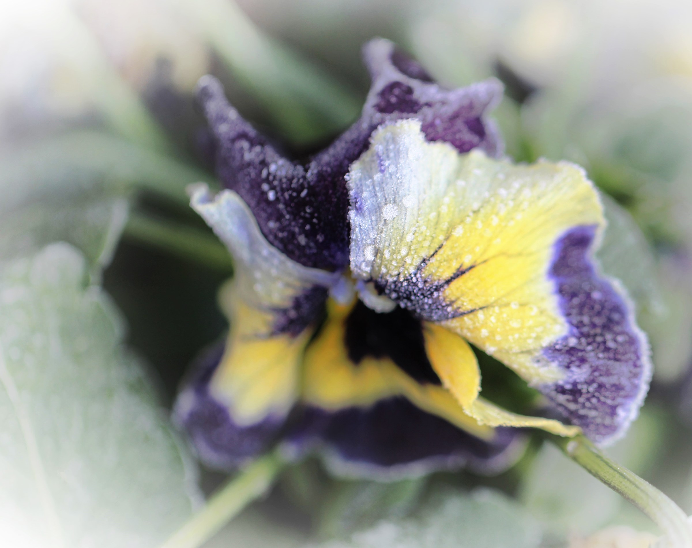 The damage from the frost ...