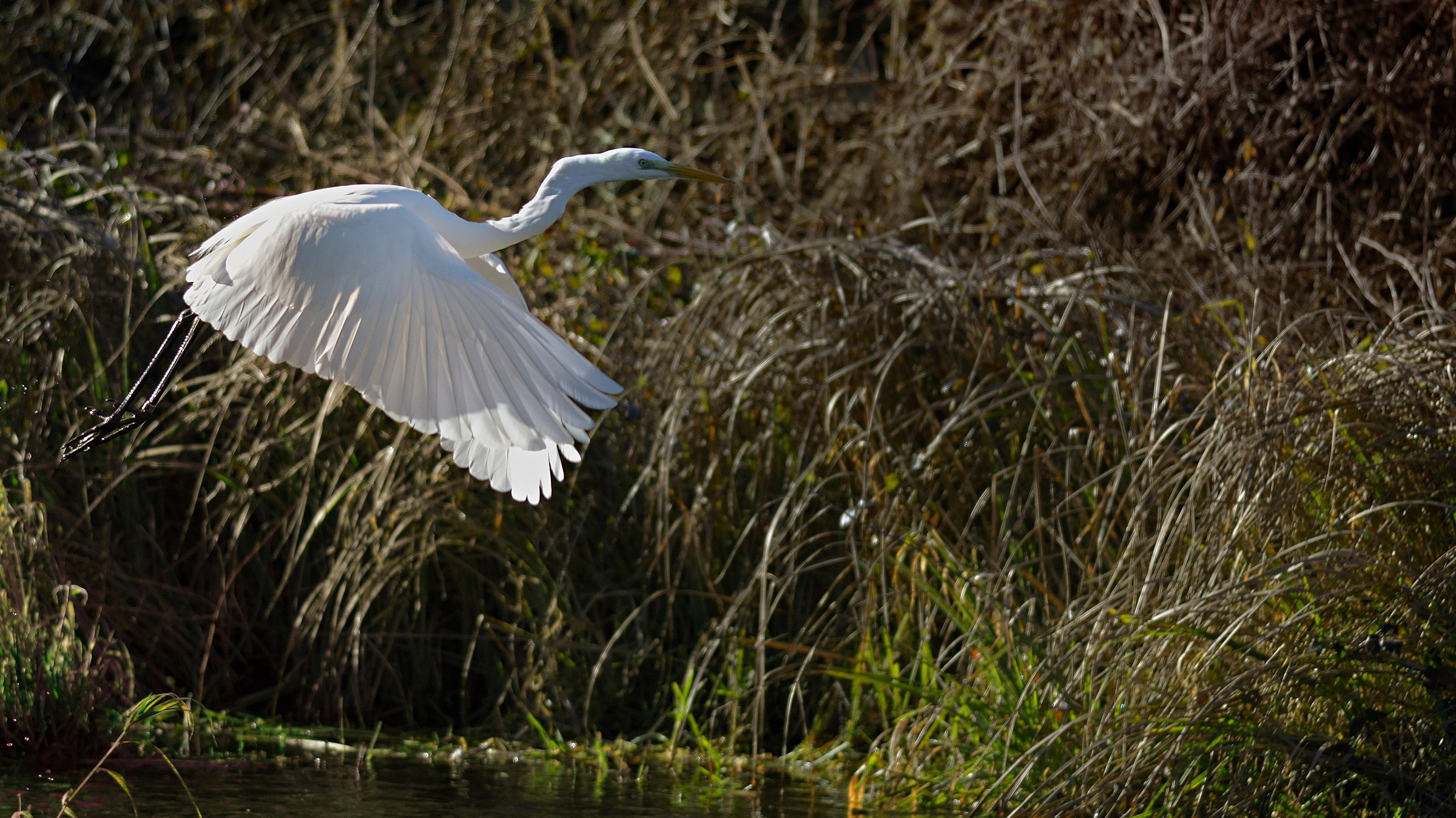 Airone Bianco Maggiore