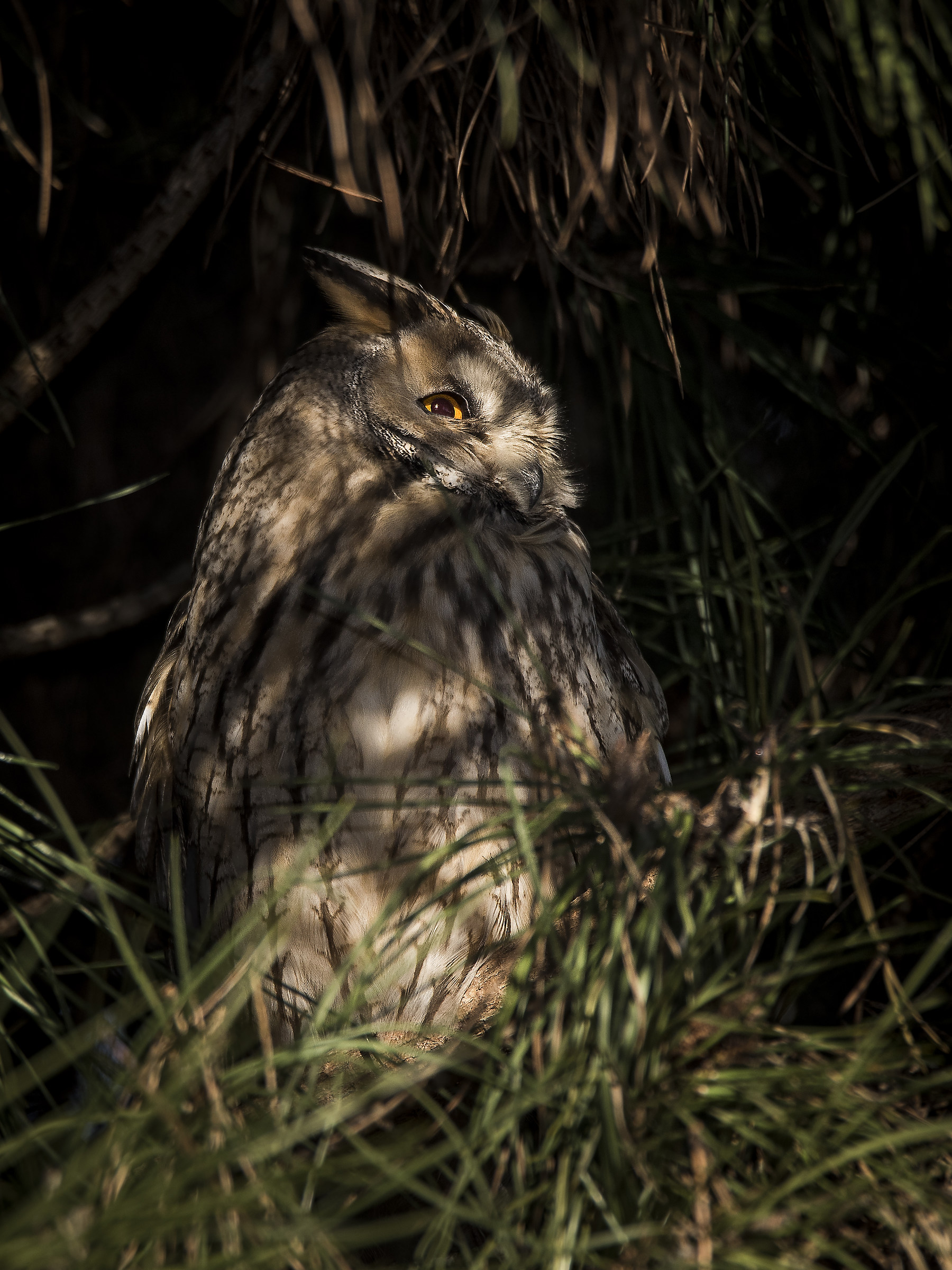 Il mio primo Gufo comune