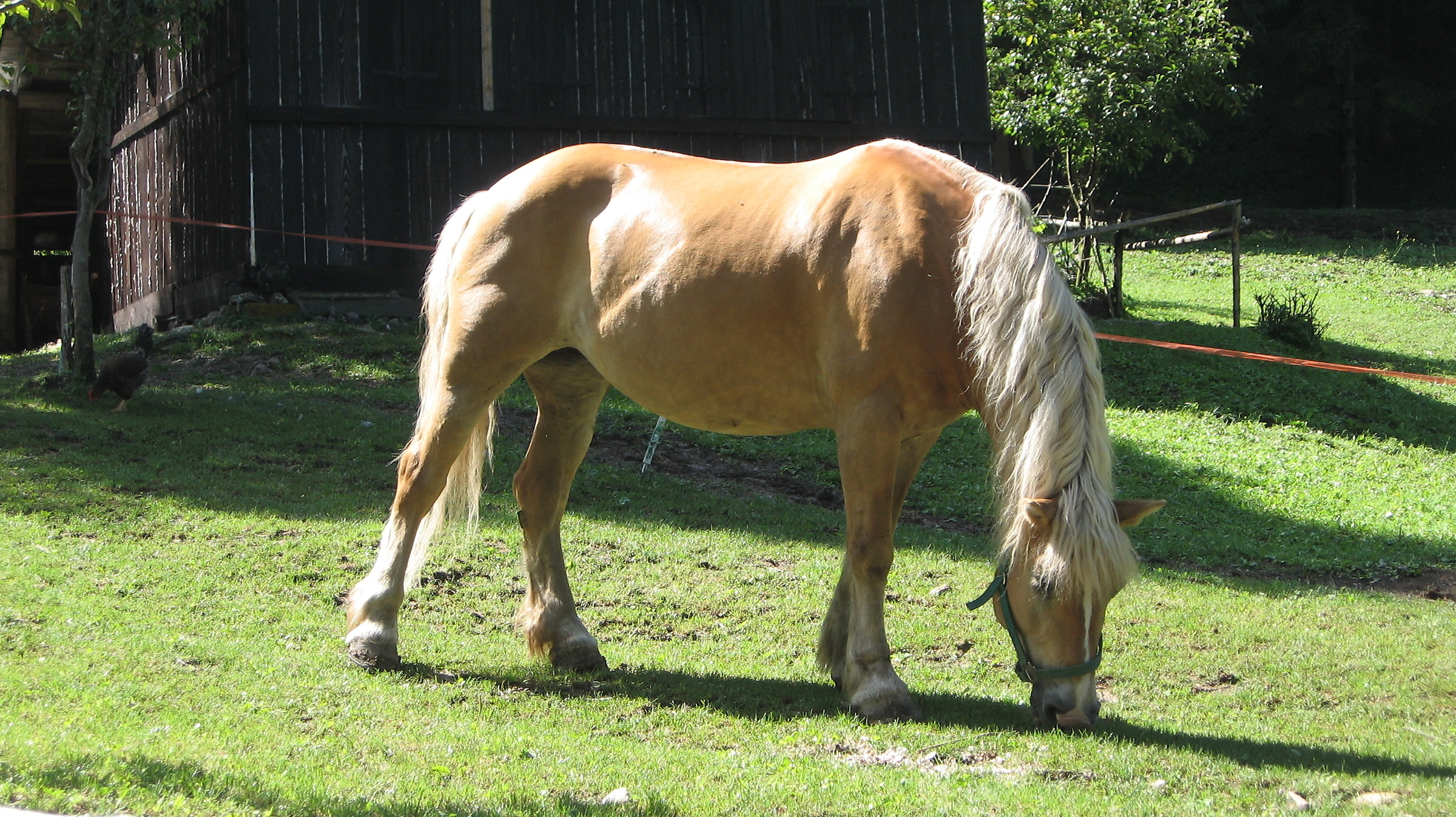 grazing horse